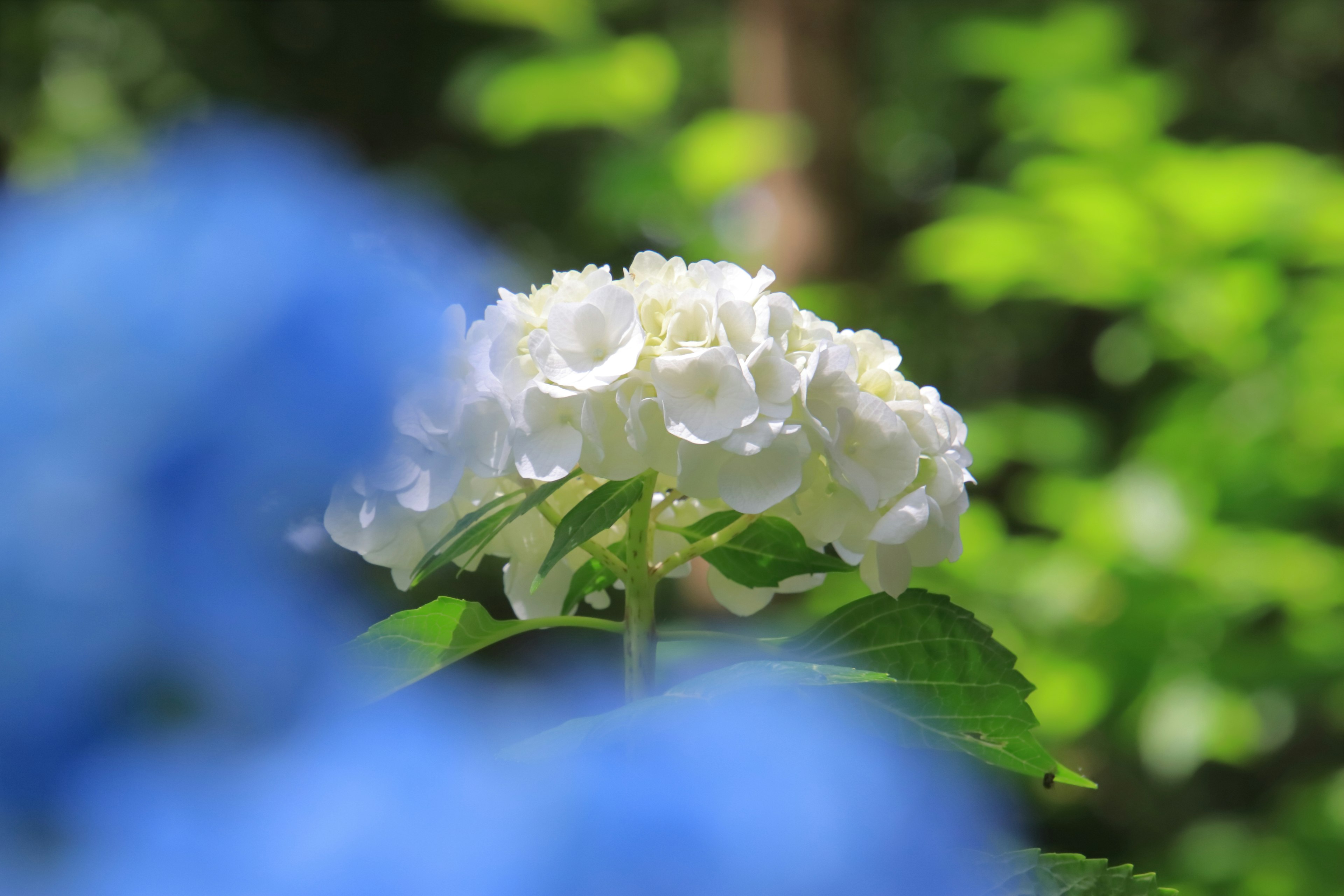 Nahaufnahme einer weißen Hortensienblüte mit einer verschwommenen blauen Blume im Vordergrund und grünem Laub im Hintergrund