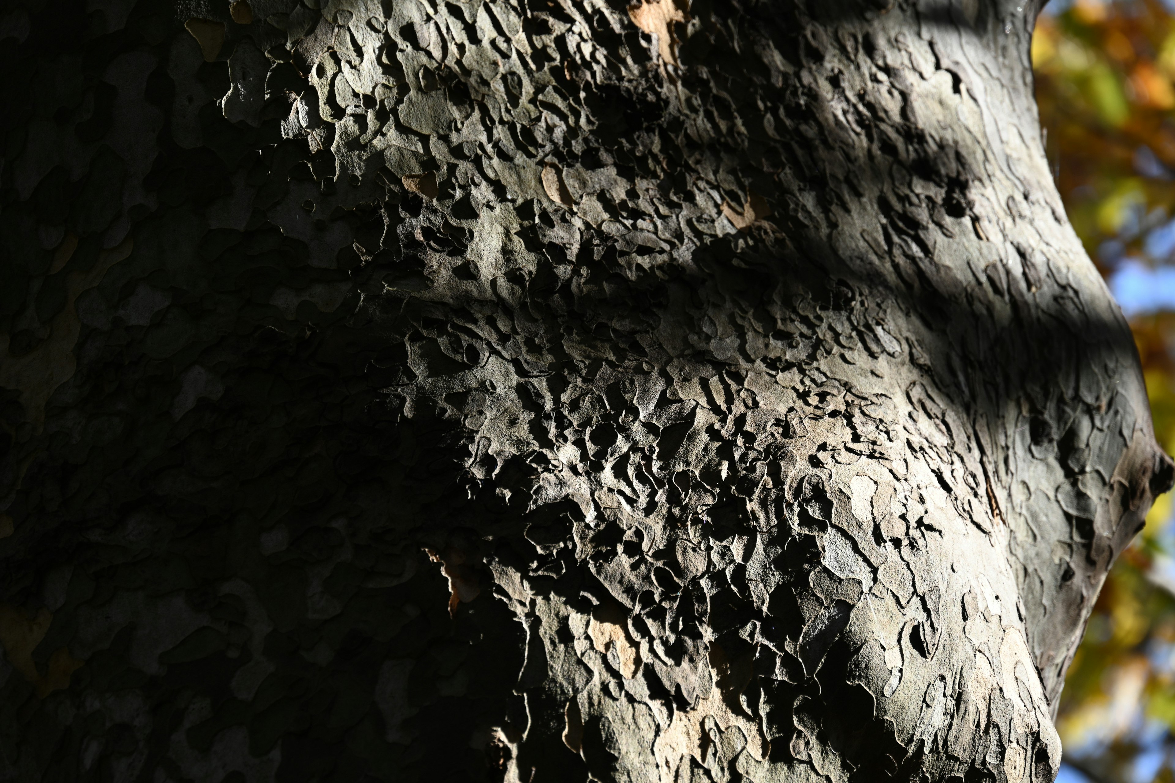 Primo piano di un tronco d'albero che evidenzia la sua texture e le ombre