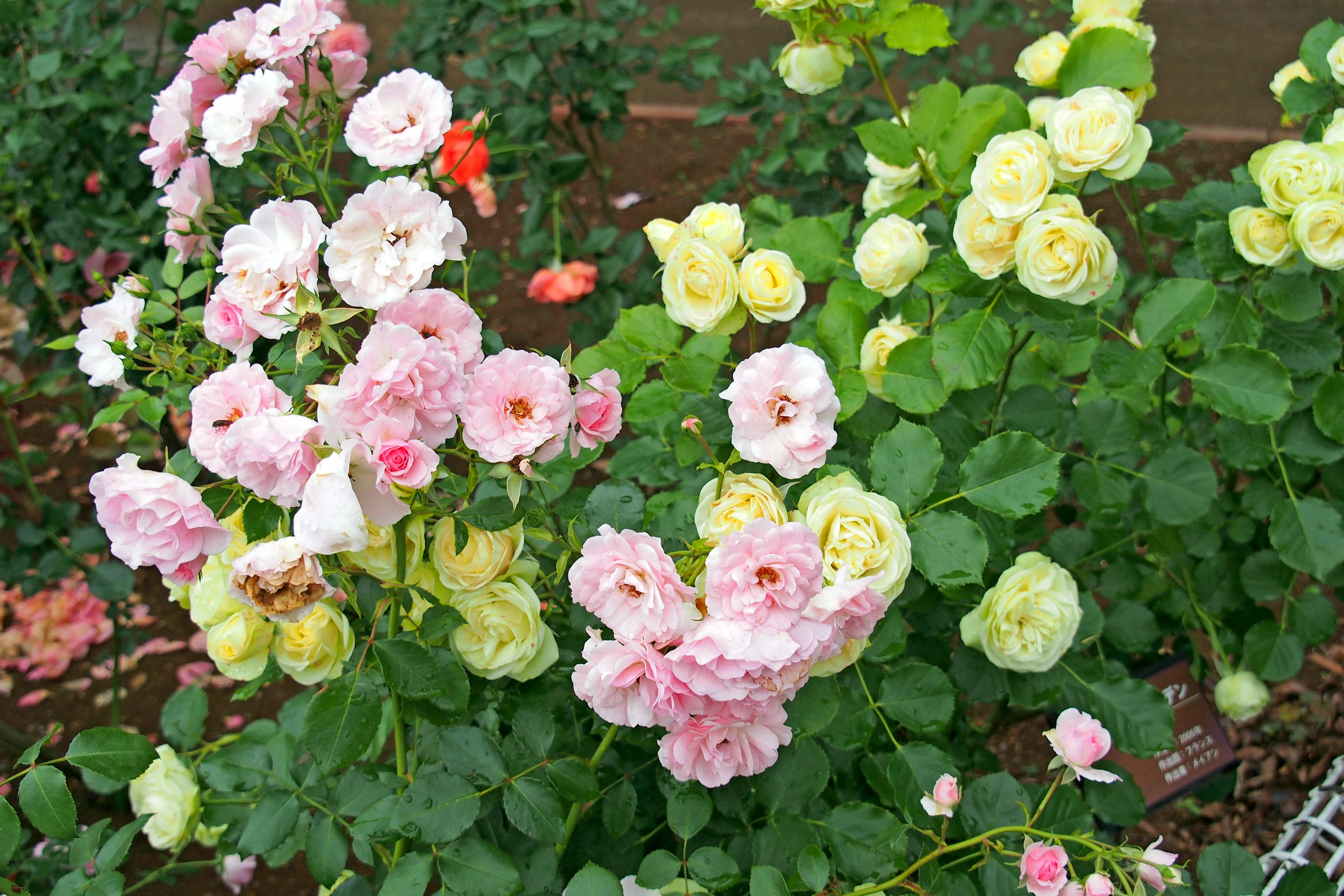 色とりどりのバラの花が咲く庭の風景