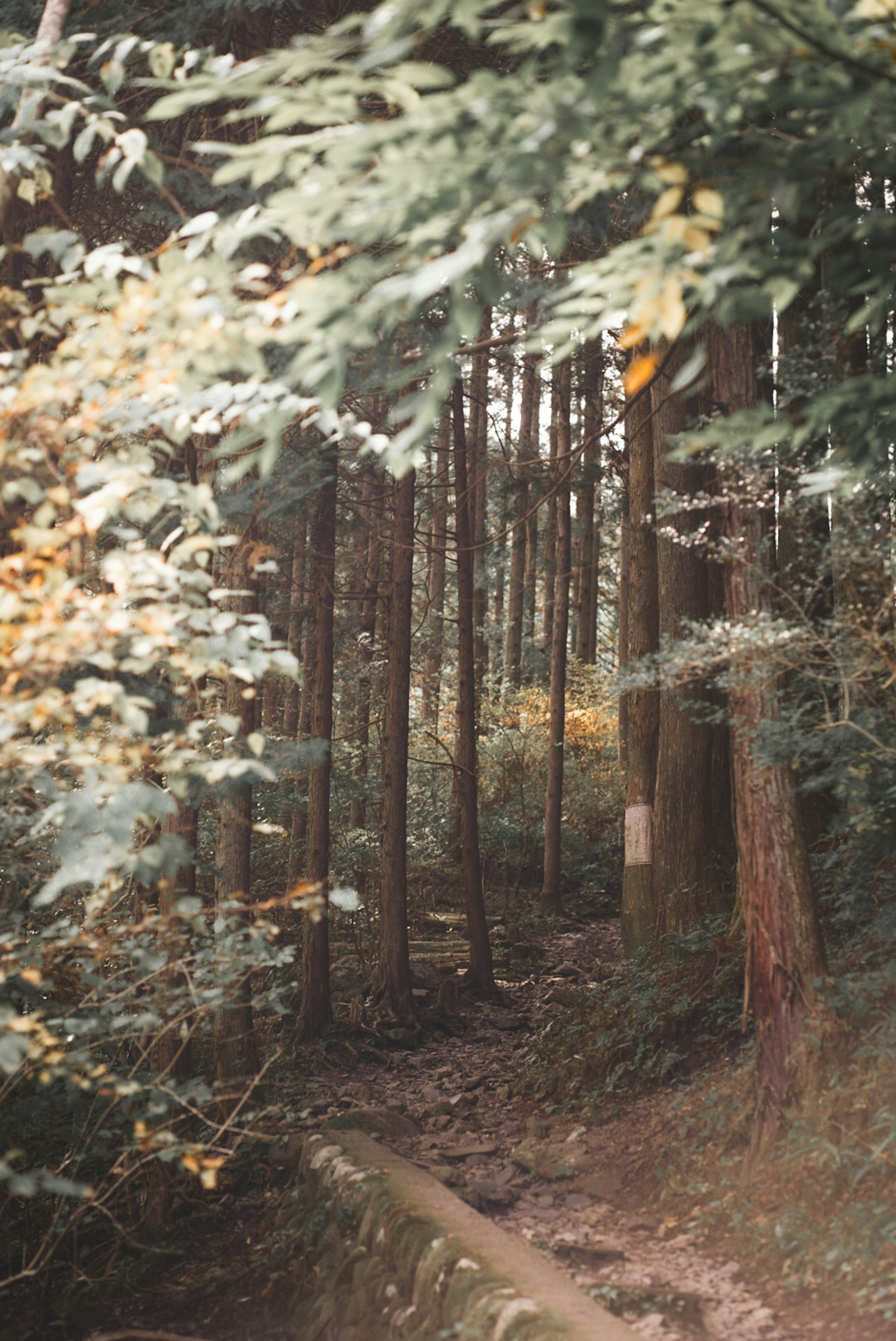 Sentier à travers une forêt dense avec de grands arbres et un feuillage luxuriant