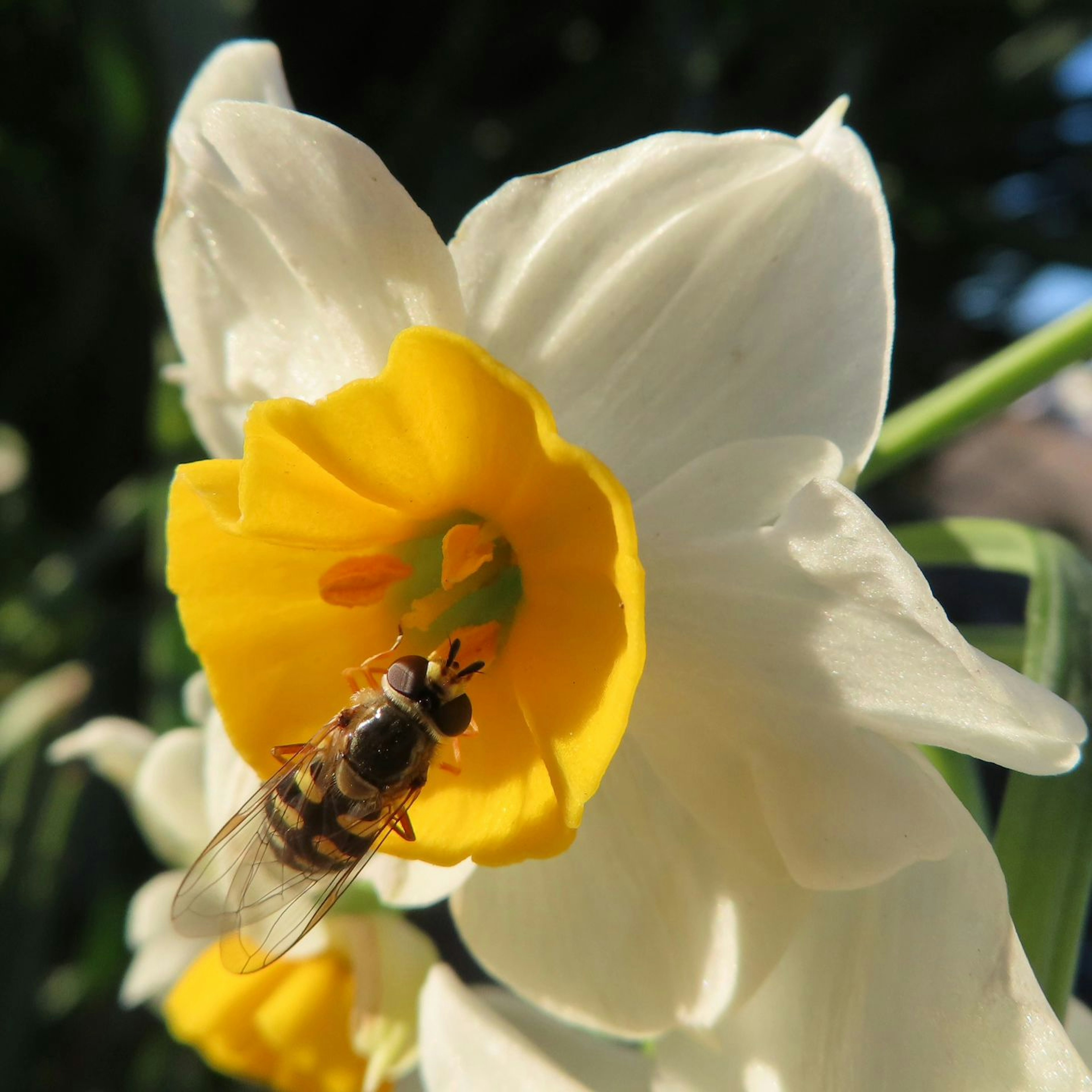 Close-up bunga daffodil putih dengan lebah di dekat pusat kuningnya