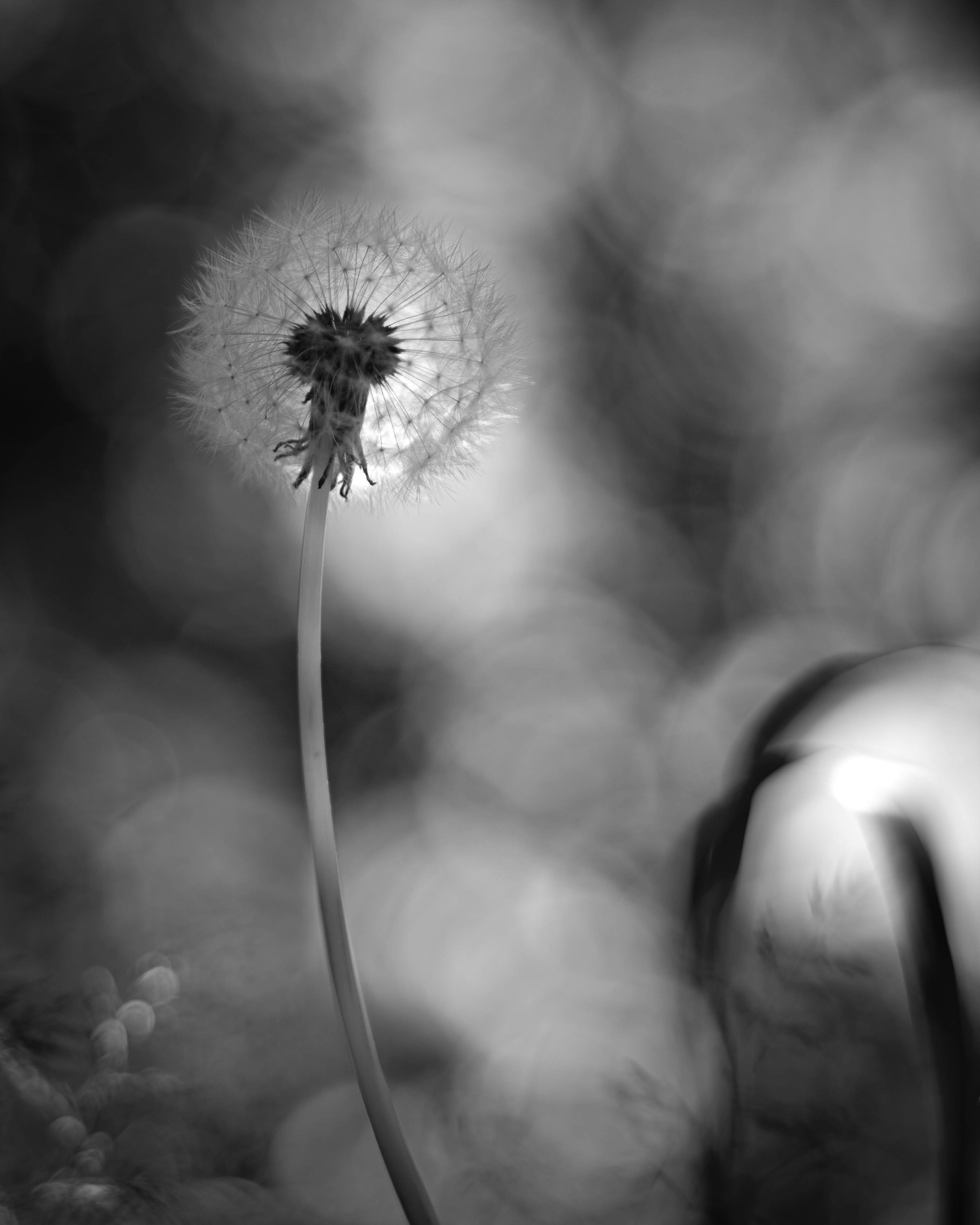 Dandelion seed head against a blurred black and white background