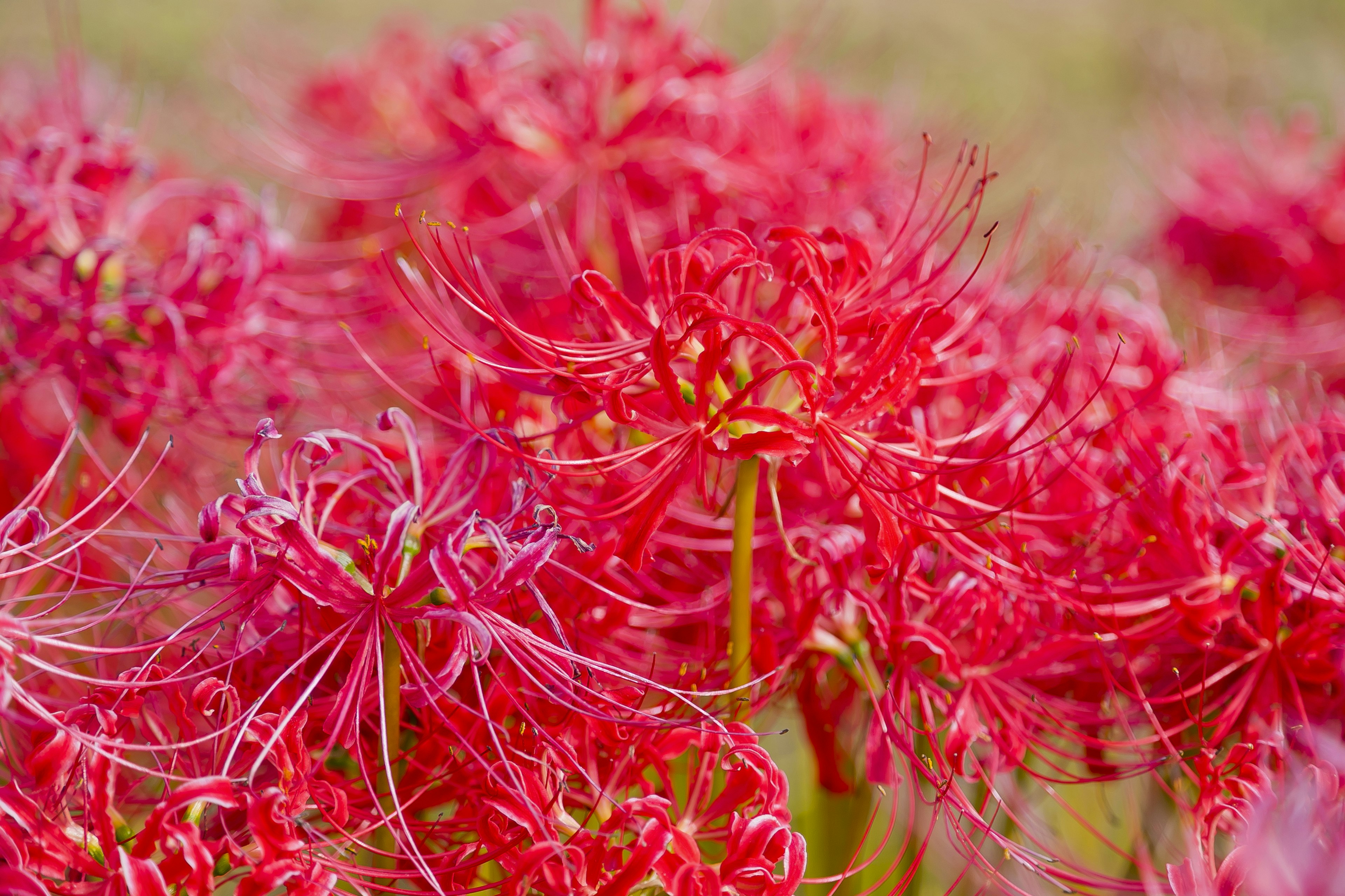 Gruppo di gigli ragno rossi vivaci in fiore