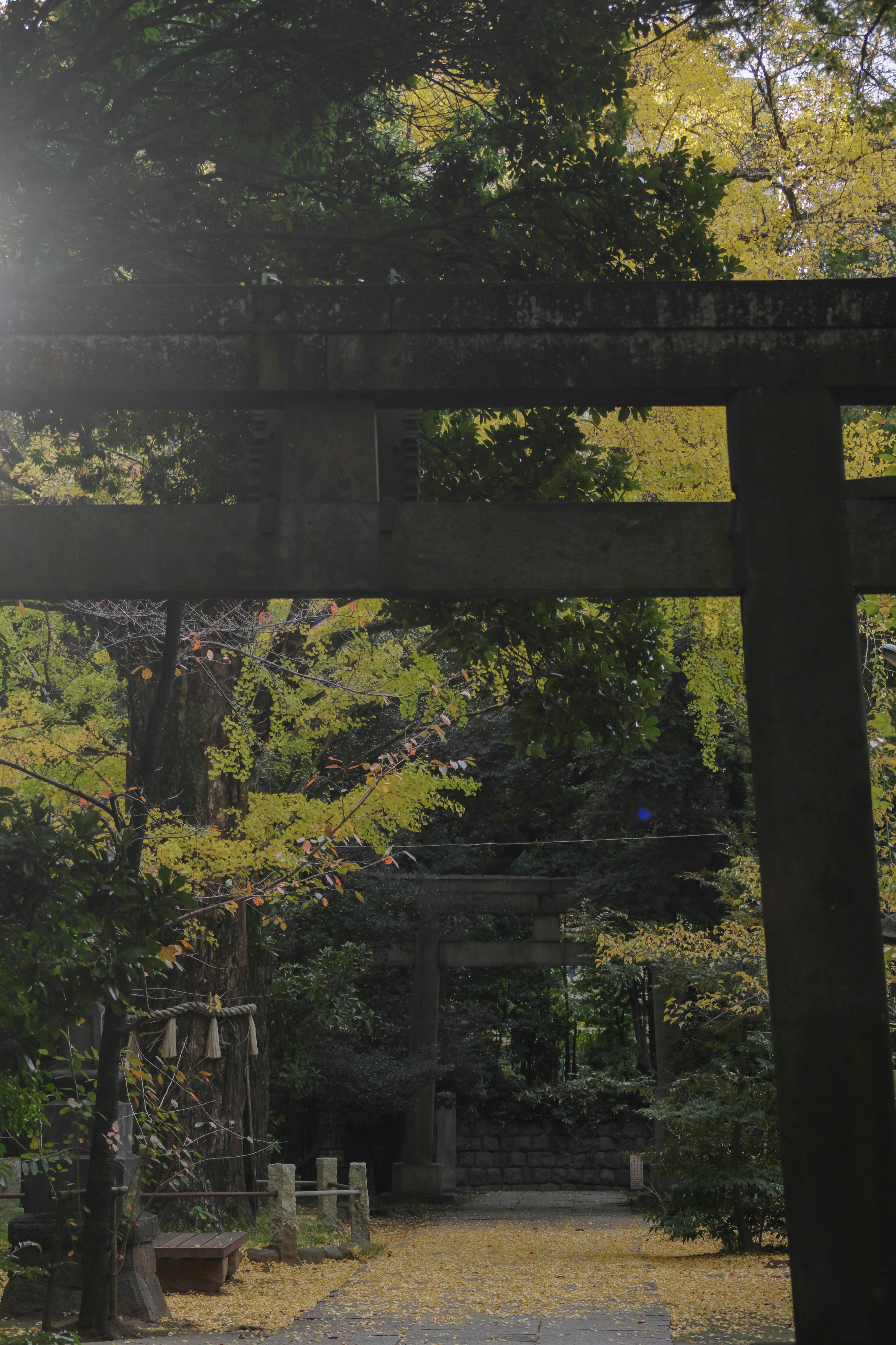 神社の鳥居と色づいた木々の風景