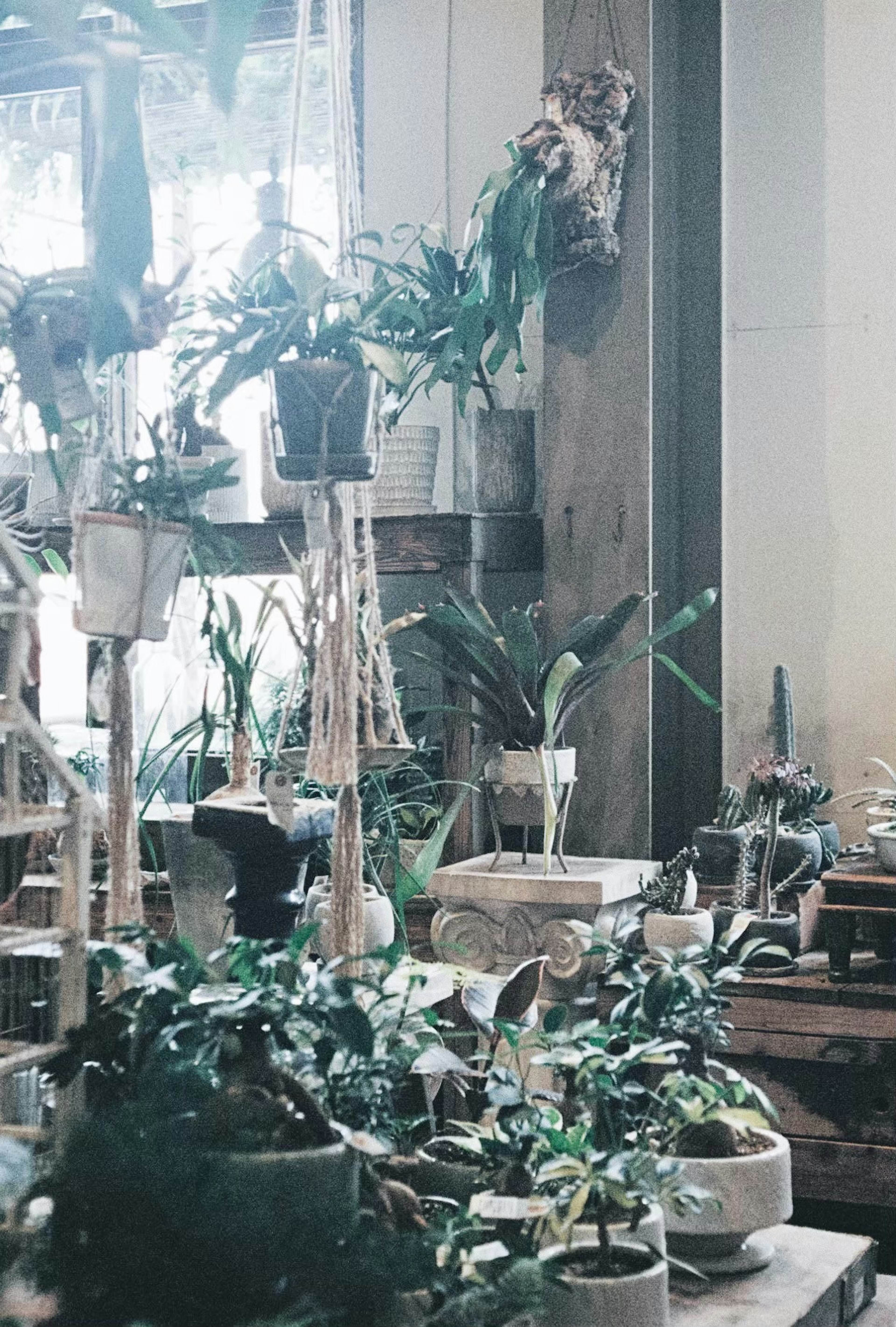 Espacio interior lleno de diversas plantas con macetas y muebles de madera