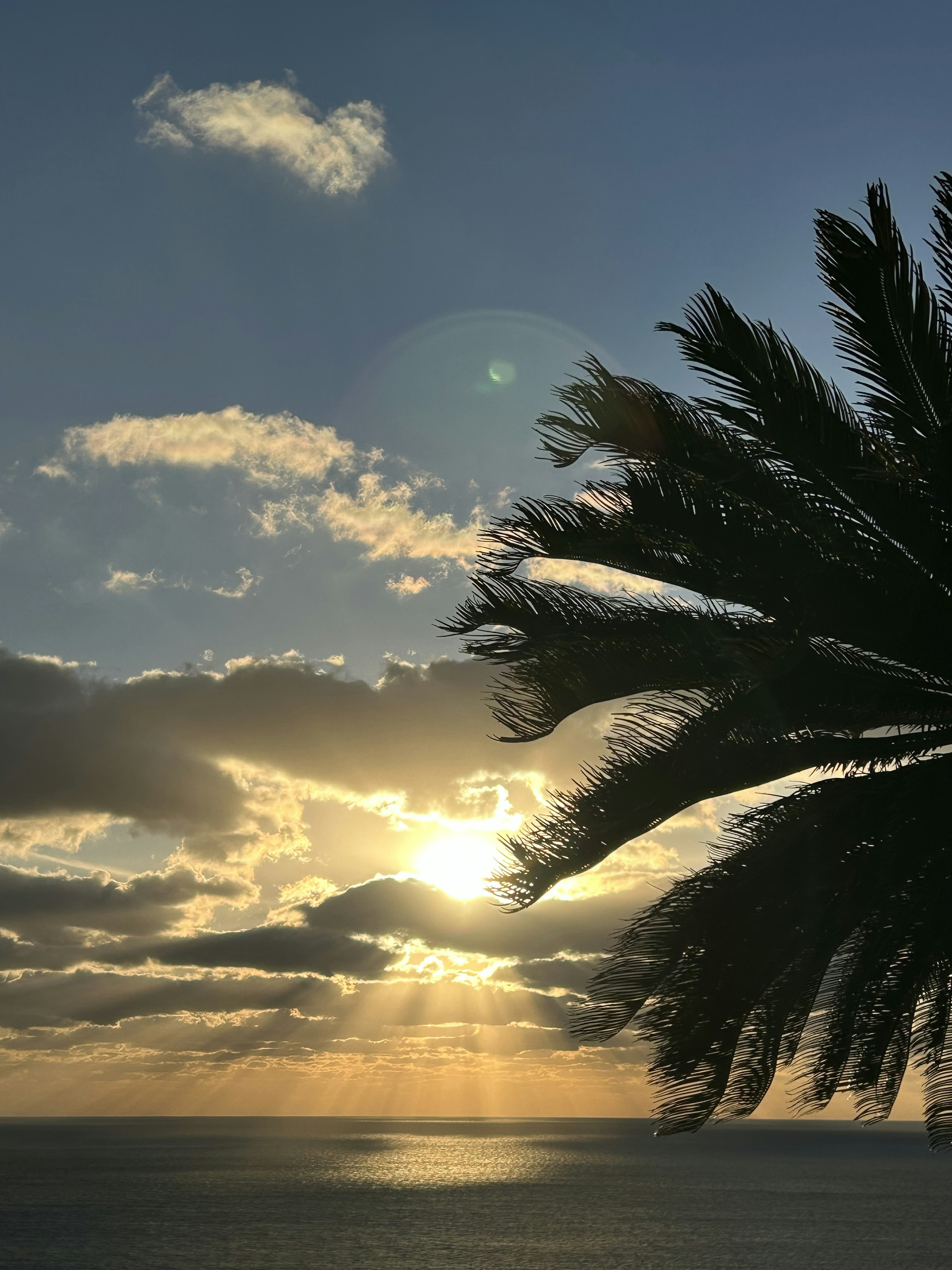 Un magnifique coucher de soleil sur l'océan avec une silhouette de palmier