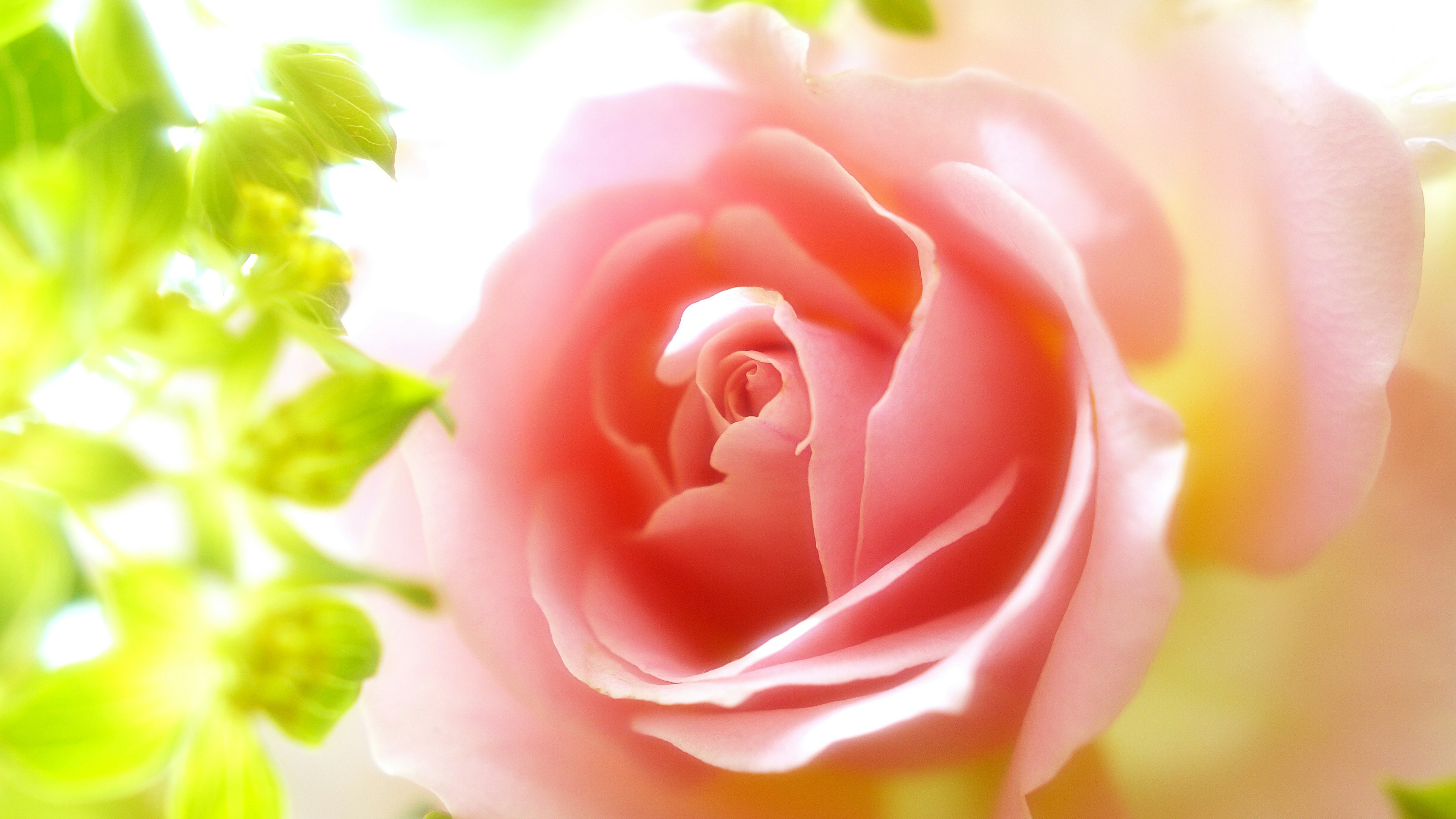 A soft pink rose flower surrounded by green leaves