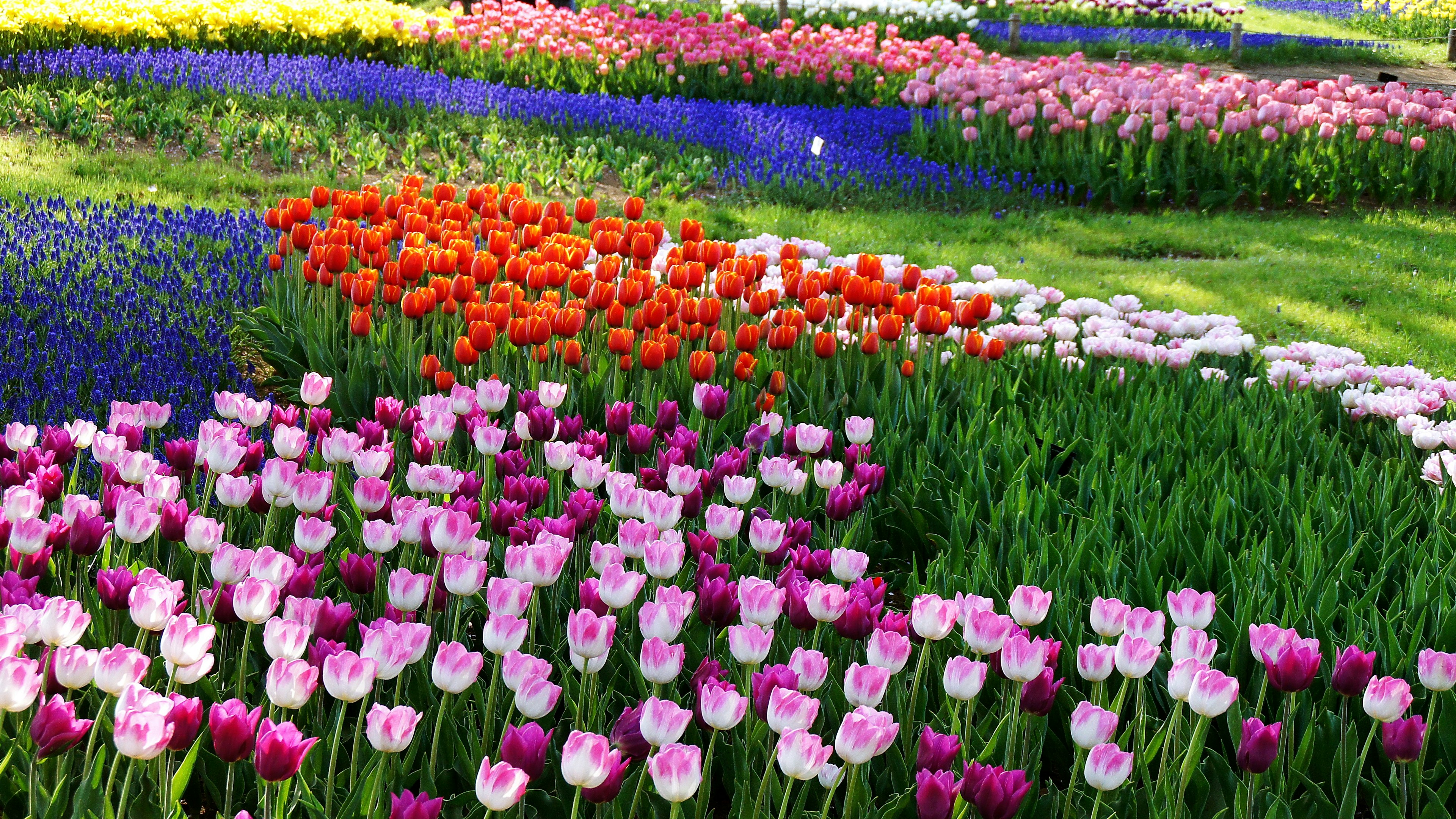 Vườn hoa rực rỡ với tulip đầy màu sắc và muscari xanh