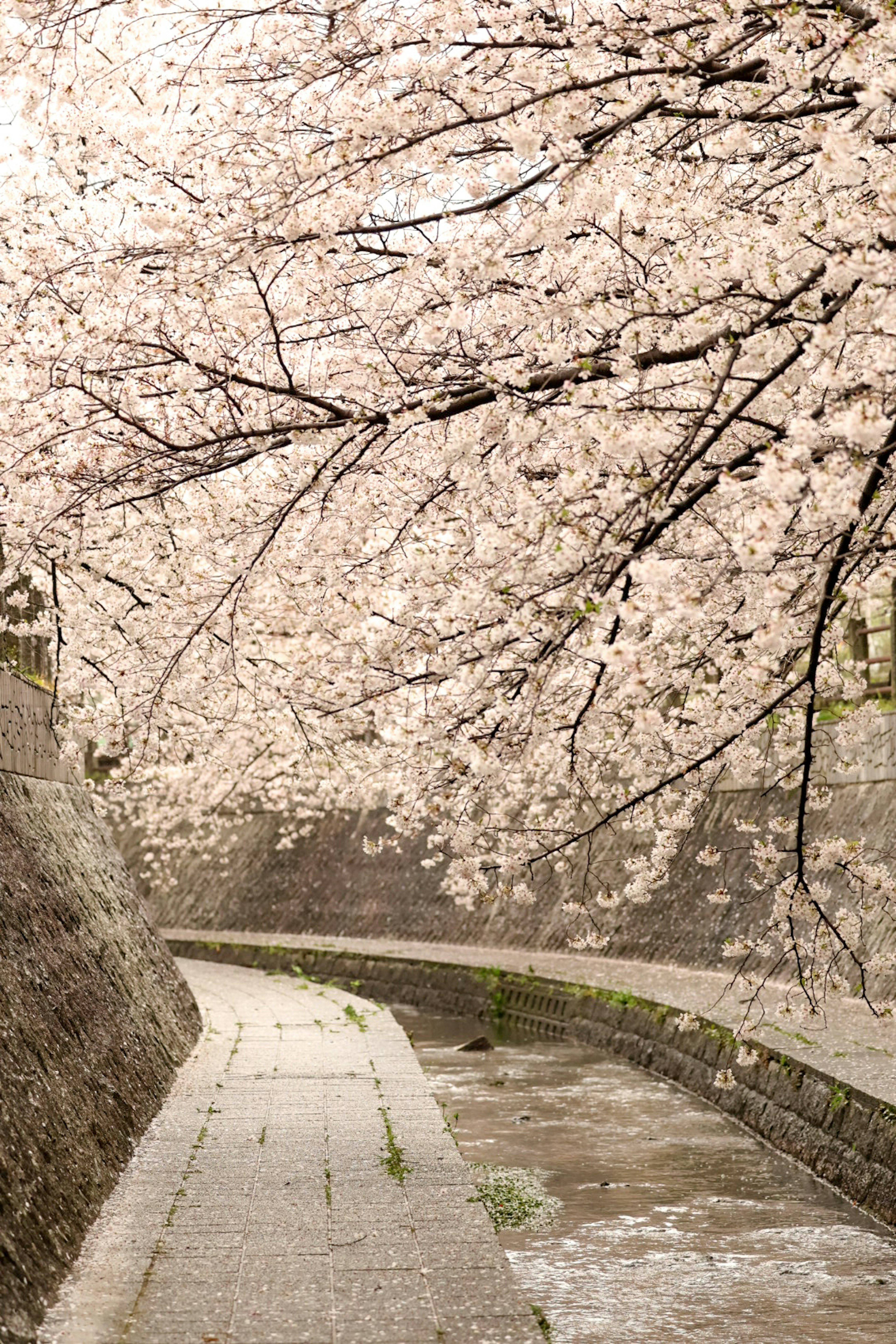 桜の木が満開の川沿いの小道