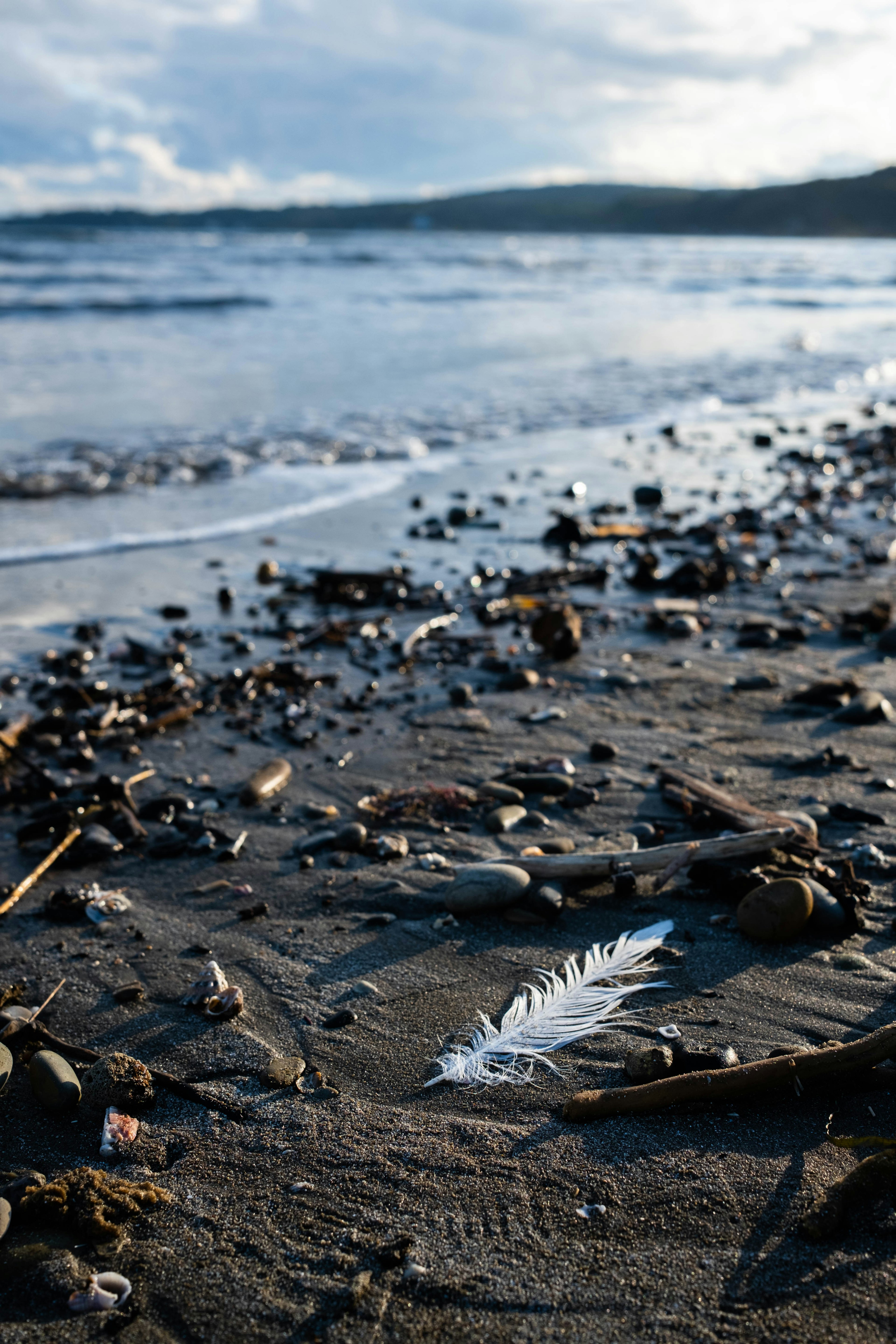 Una pluma blanca descansando en una playa de arena entre piedras y madera flotante