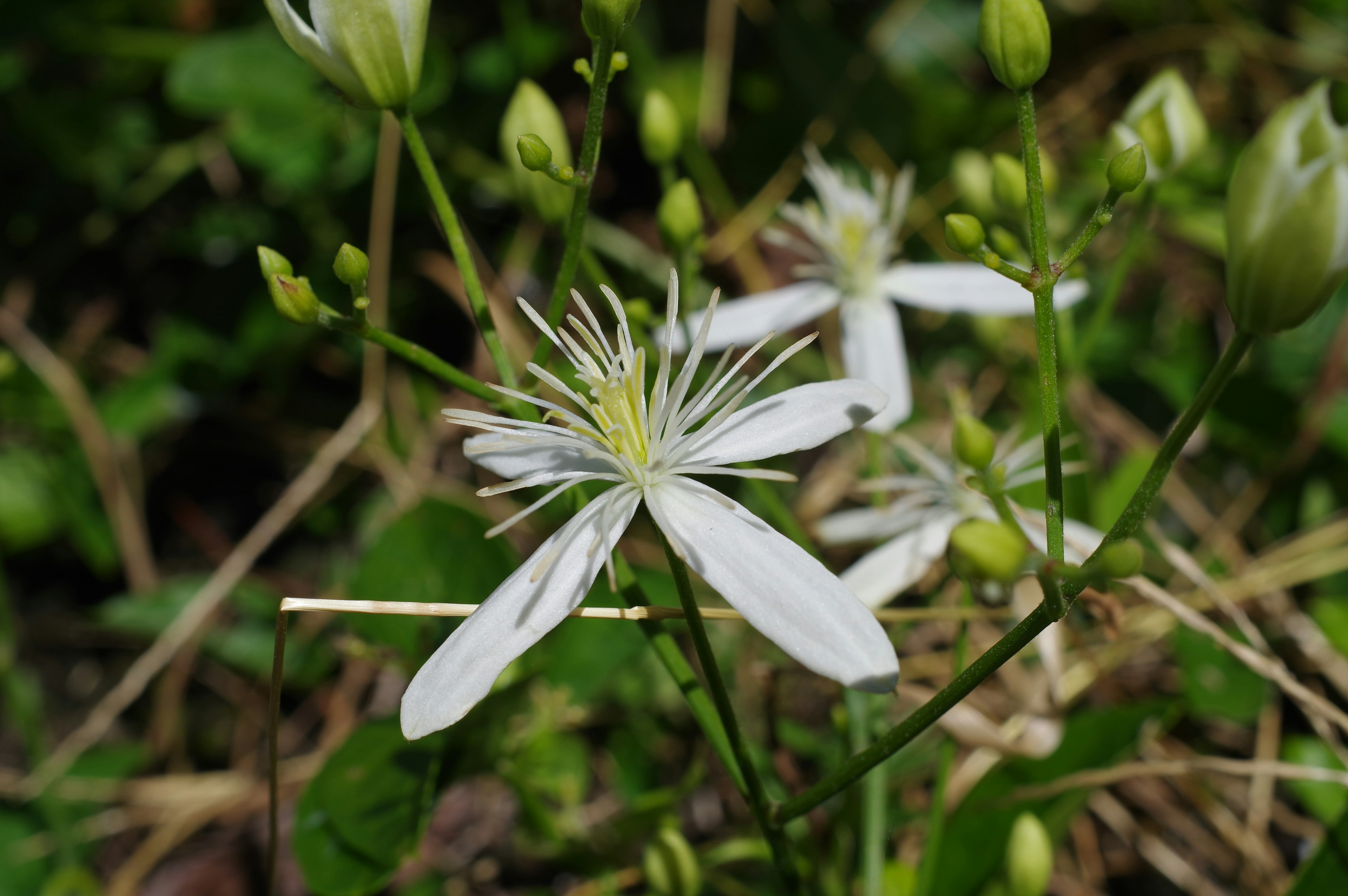 Delicate white flowers with green foliage in a natural setting