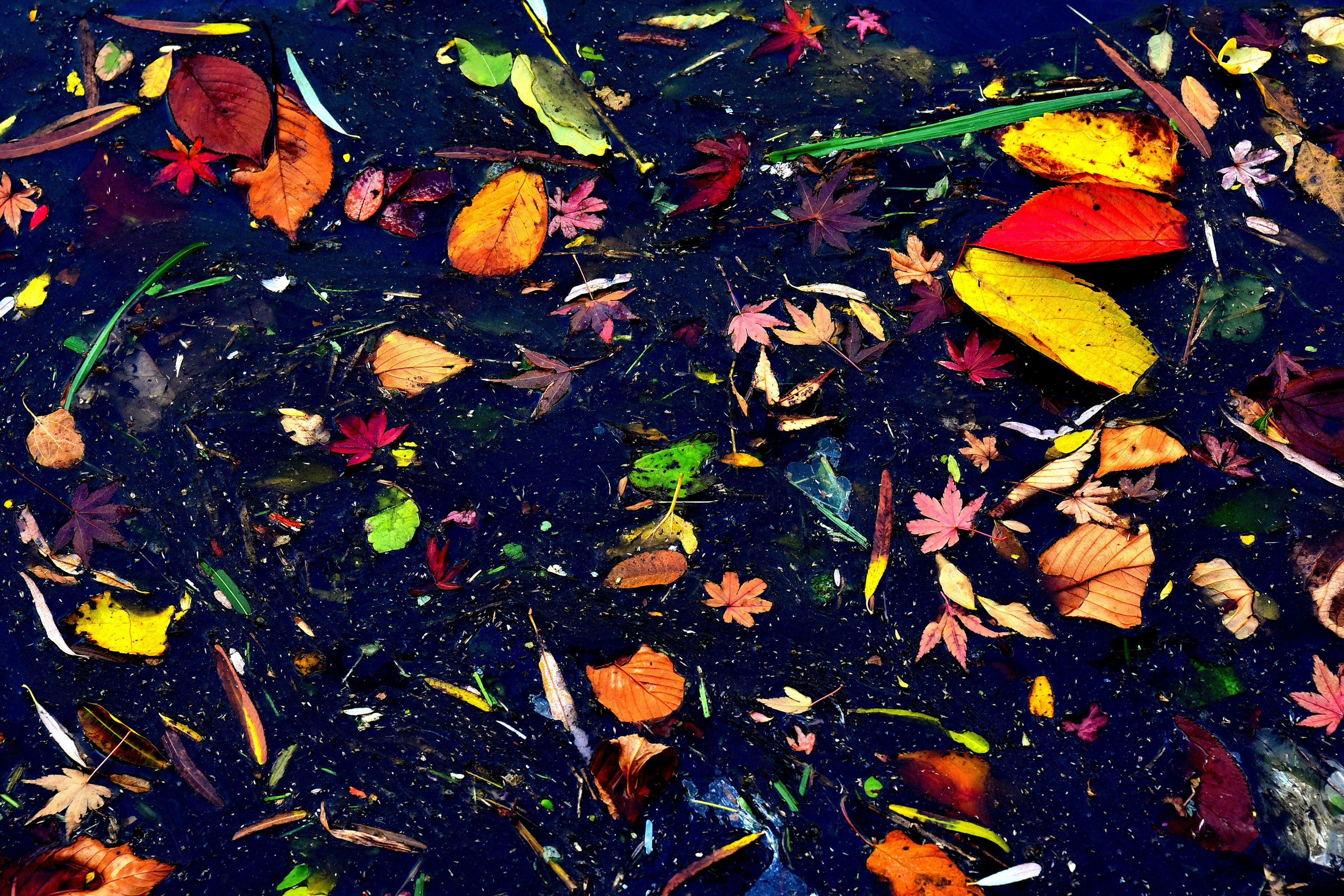 Colorful collection of leaves and twigs floating on water