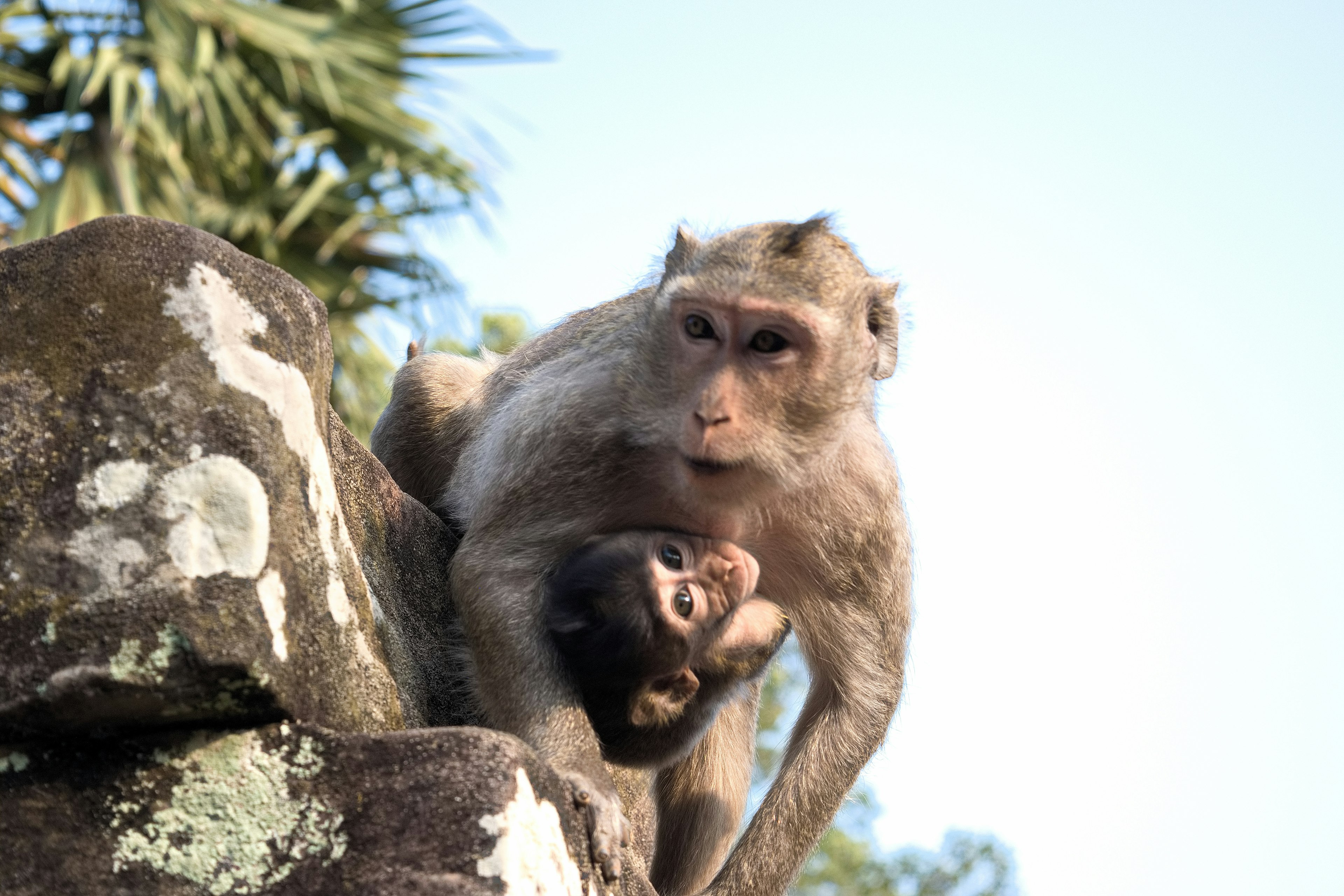 Una scimmia con il suo cucciolo su una roccia