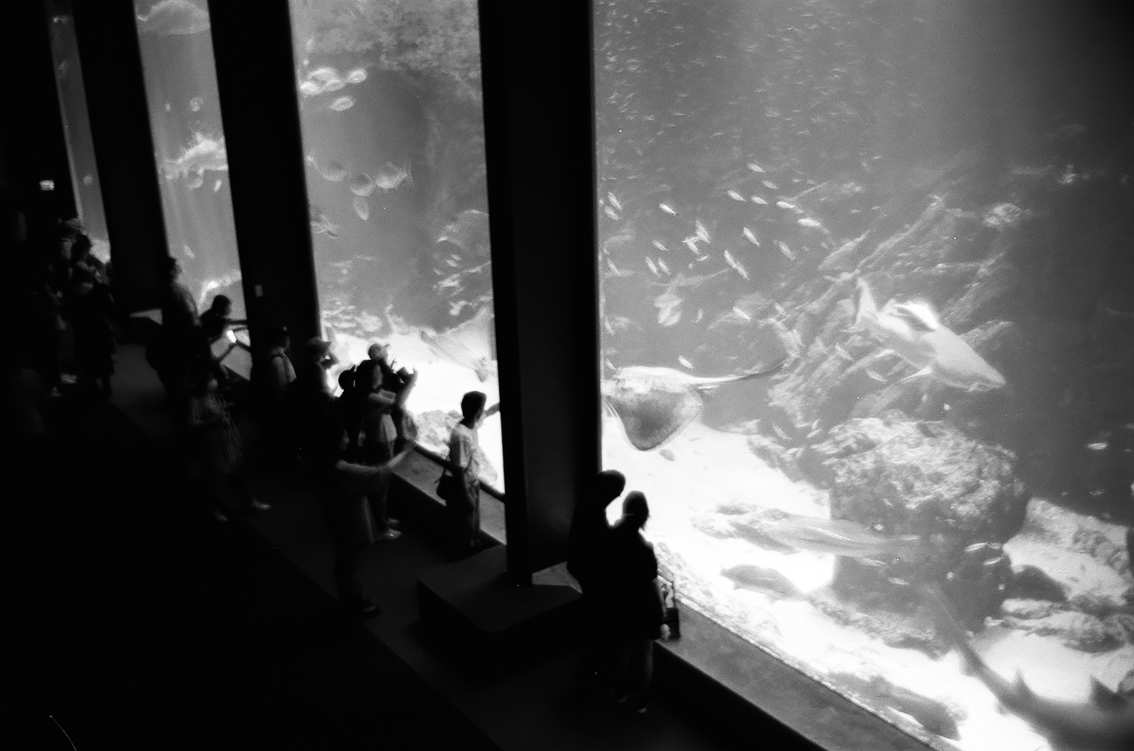 Silhouetten von Besuchern, die Fische durch ein Aquariumfenster beobachten