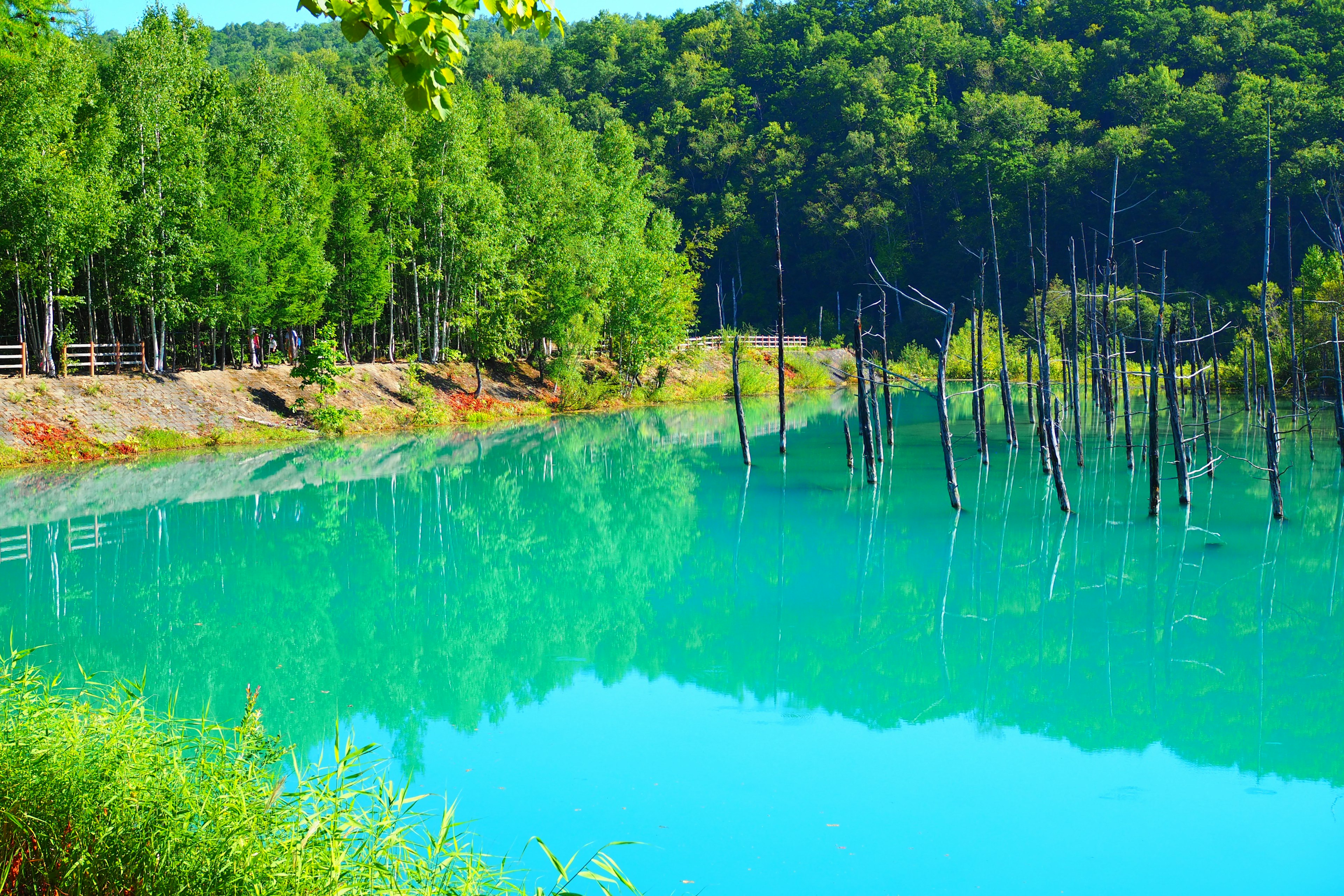 Danau tenang dengan air turquoise dan pohon mati yang memantul