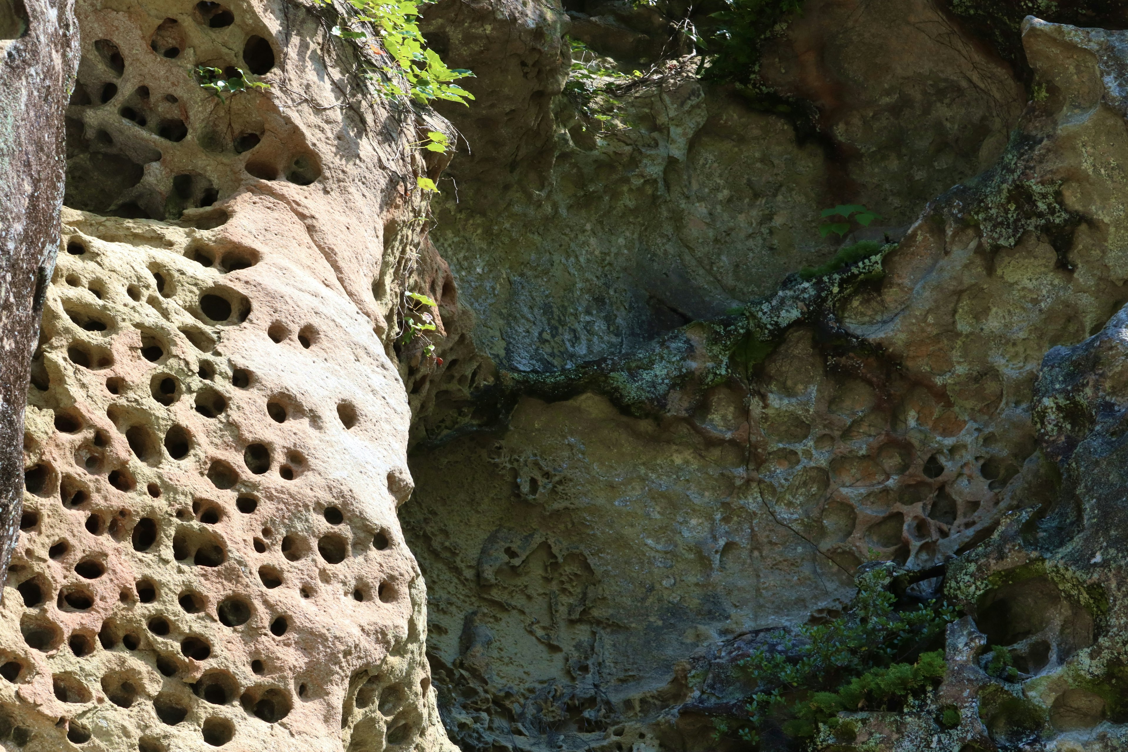 Mur de roche texturé avec des trous et de la mousse verte mettant en valeur un paysage naturel