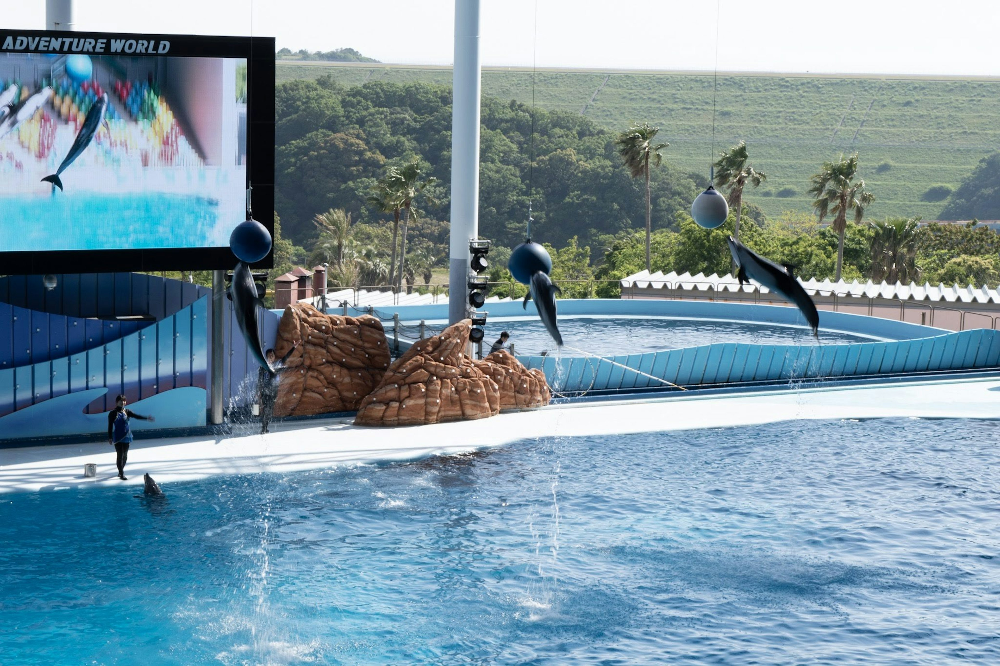 水族館的海豚表演，配有大型游泳池和觀眾區