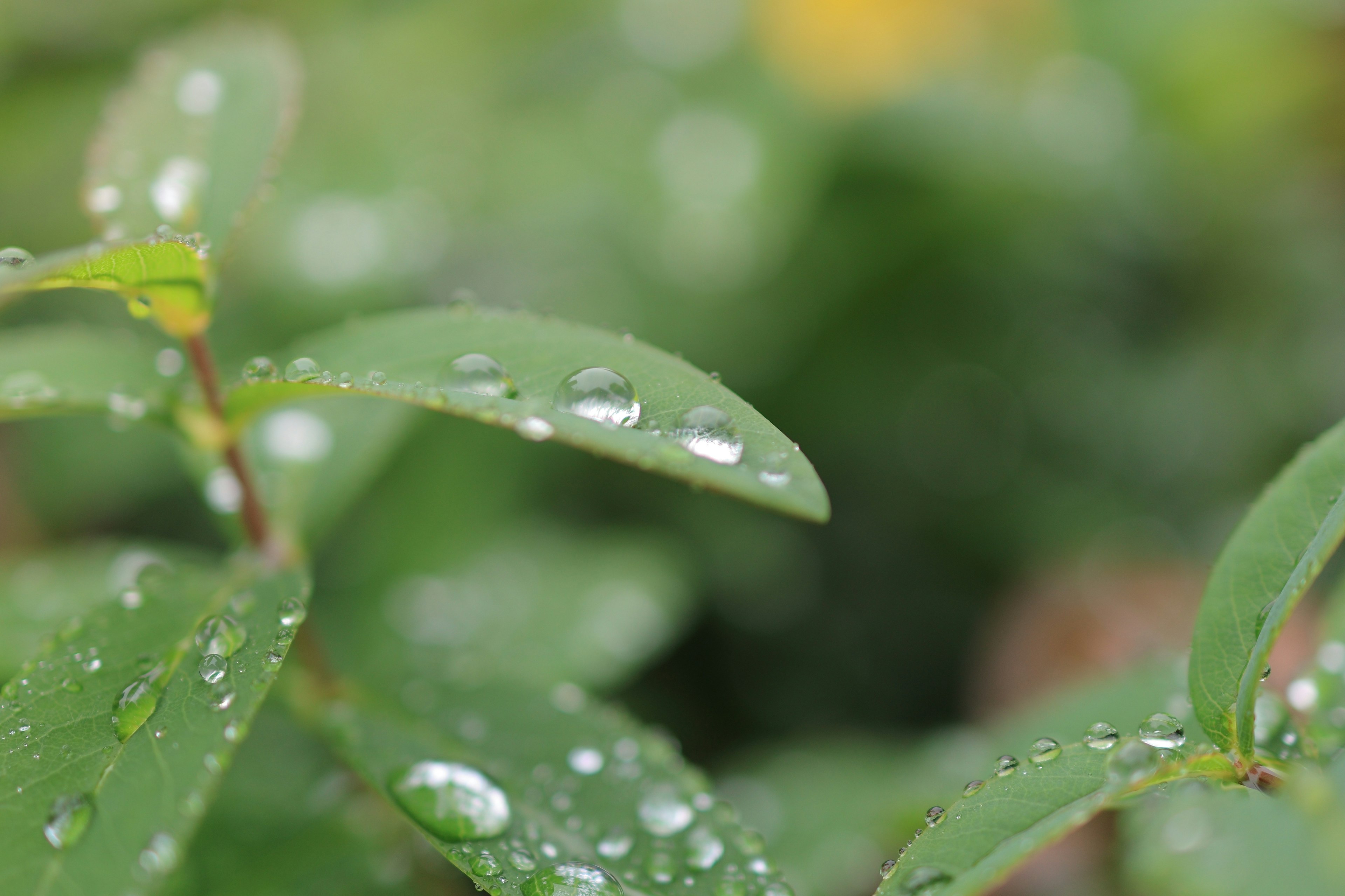 Close-up of green leaves with water droplets