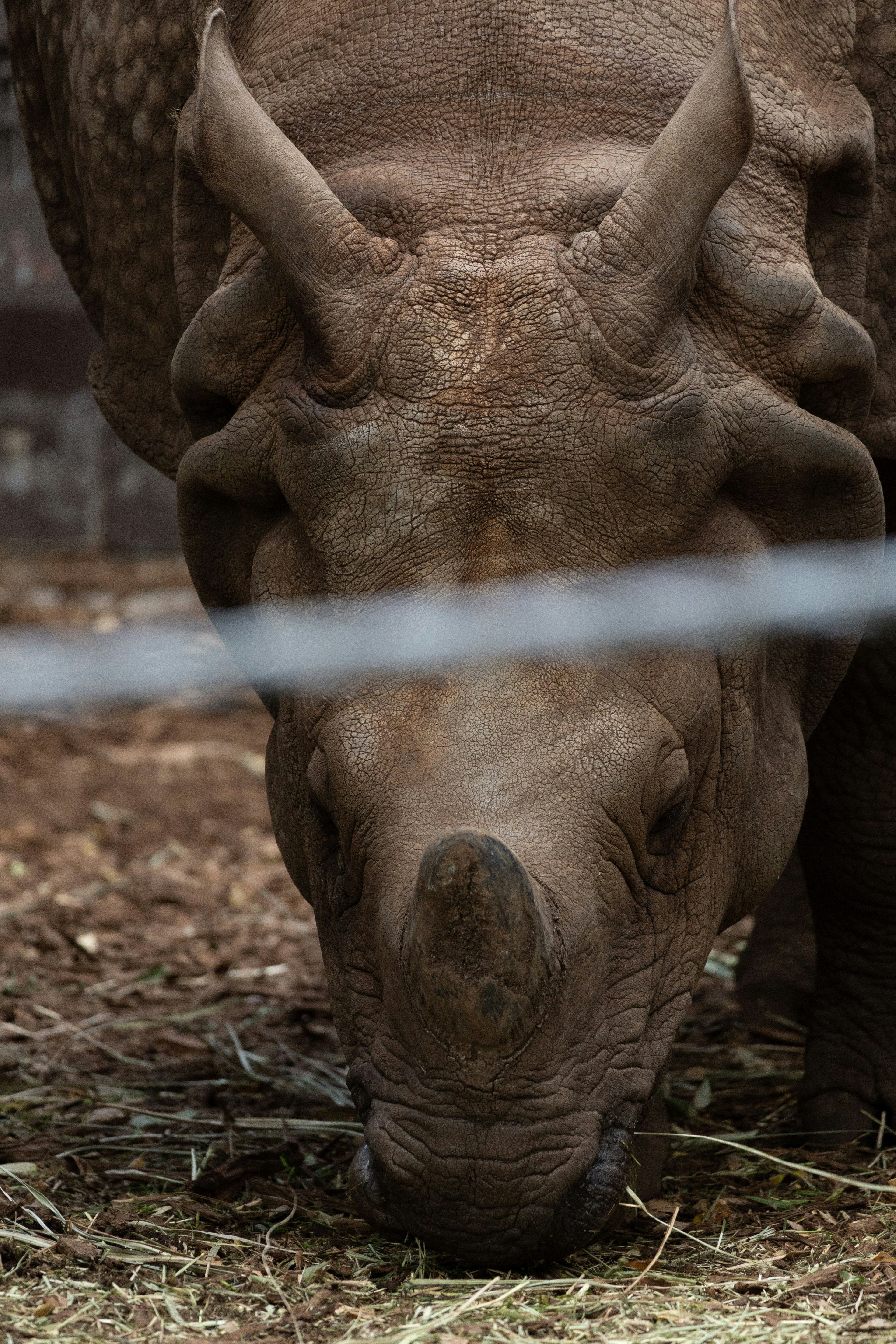 Gros plan d'un rhinocéros en train de brouter