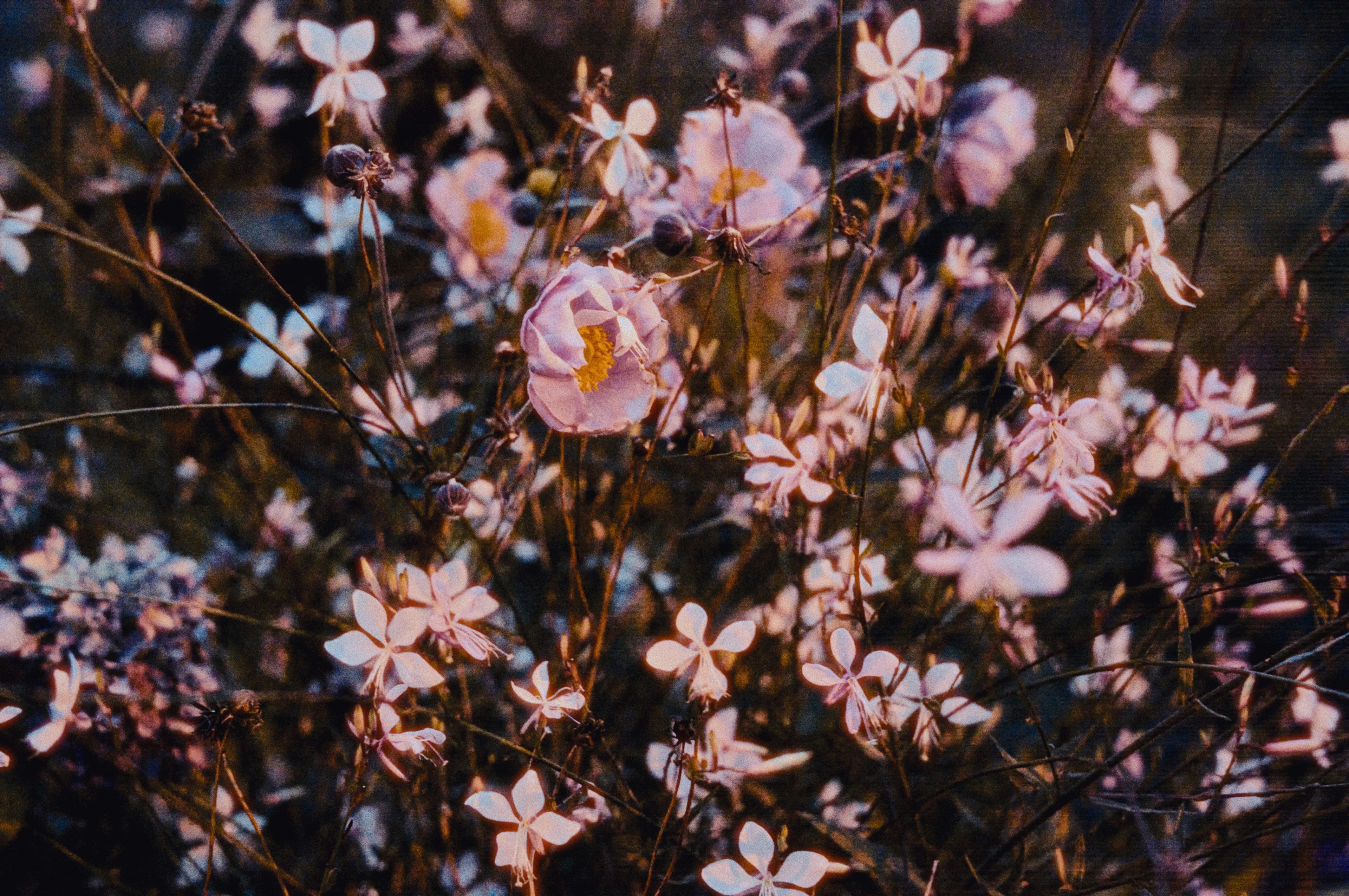 花が咲き乱れる風景 ピンクと白の花が混在