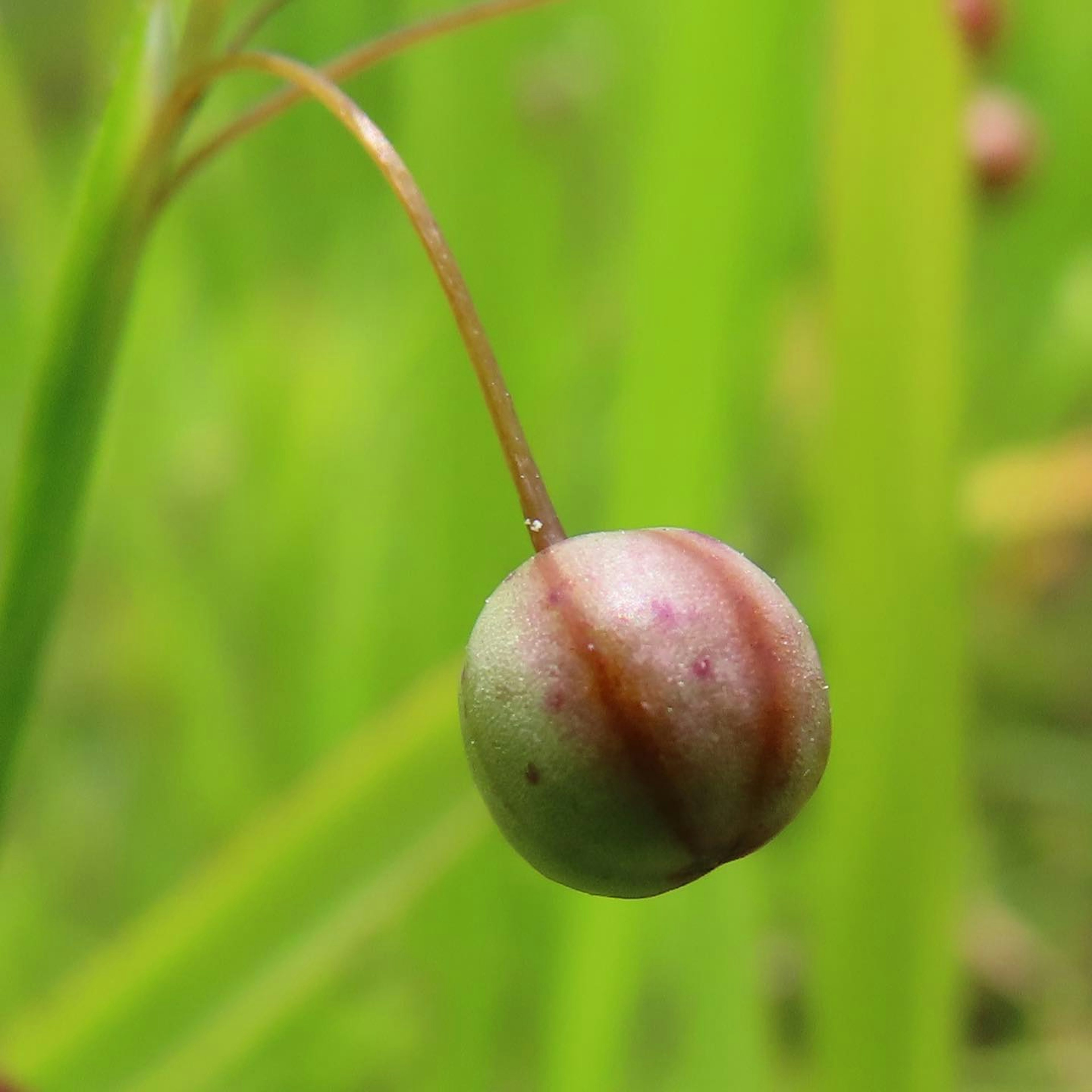 Close-up of a round fruit with red stripes against a green background