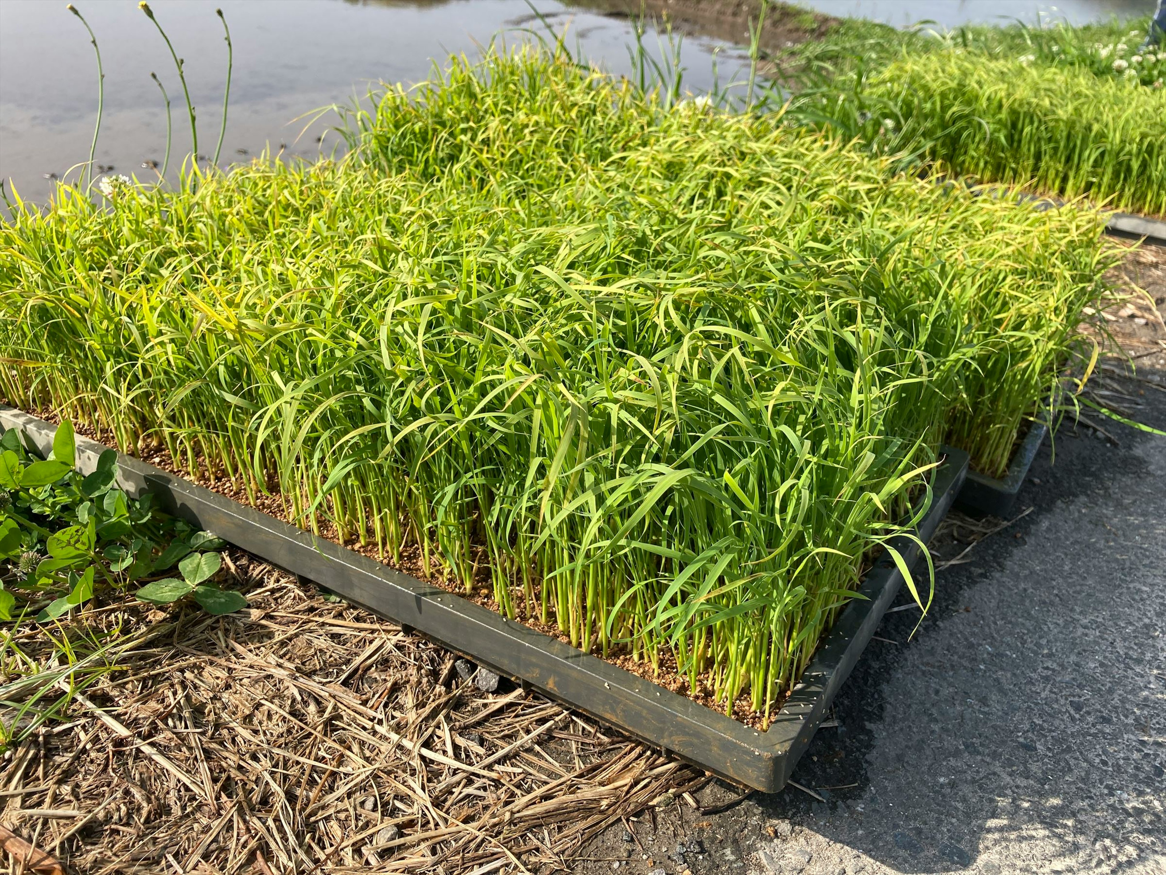 Semis de riz dans une caisse près d'un champ de riz plantes vertes vibrantes prospérant