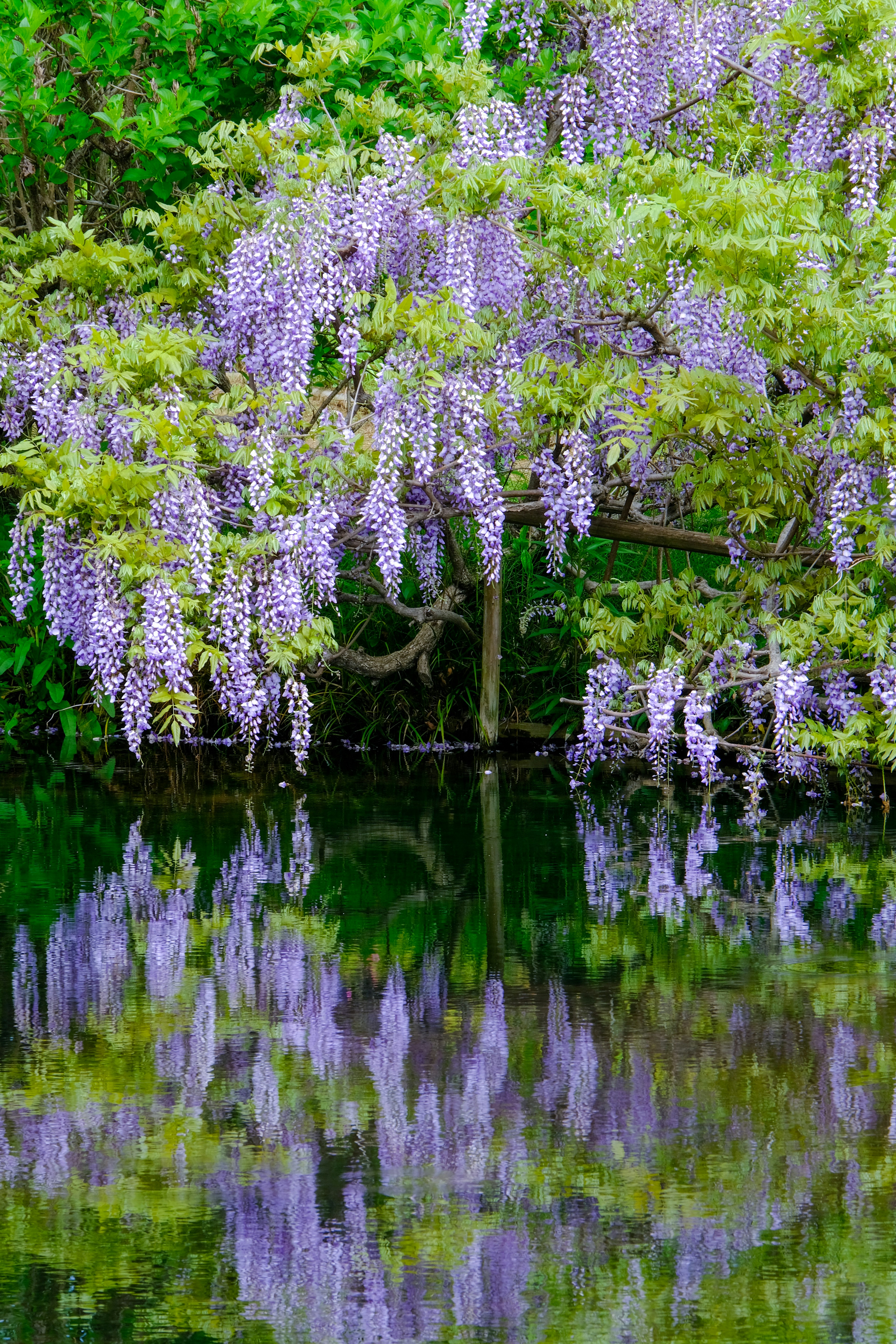 紫色の藤の花が水面に映る美しい風景