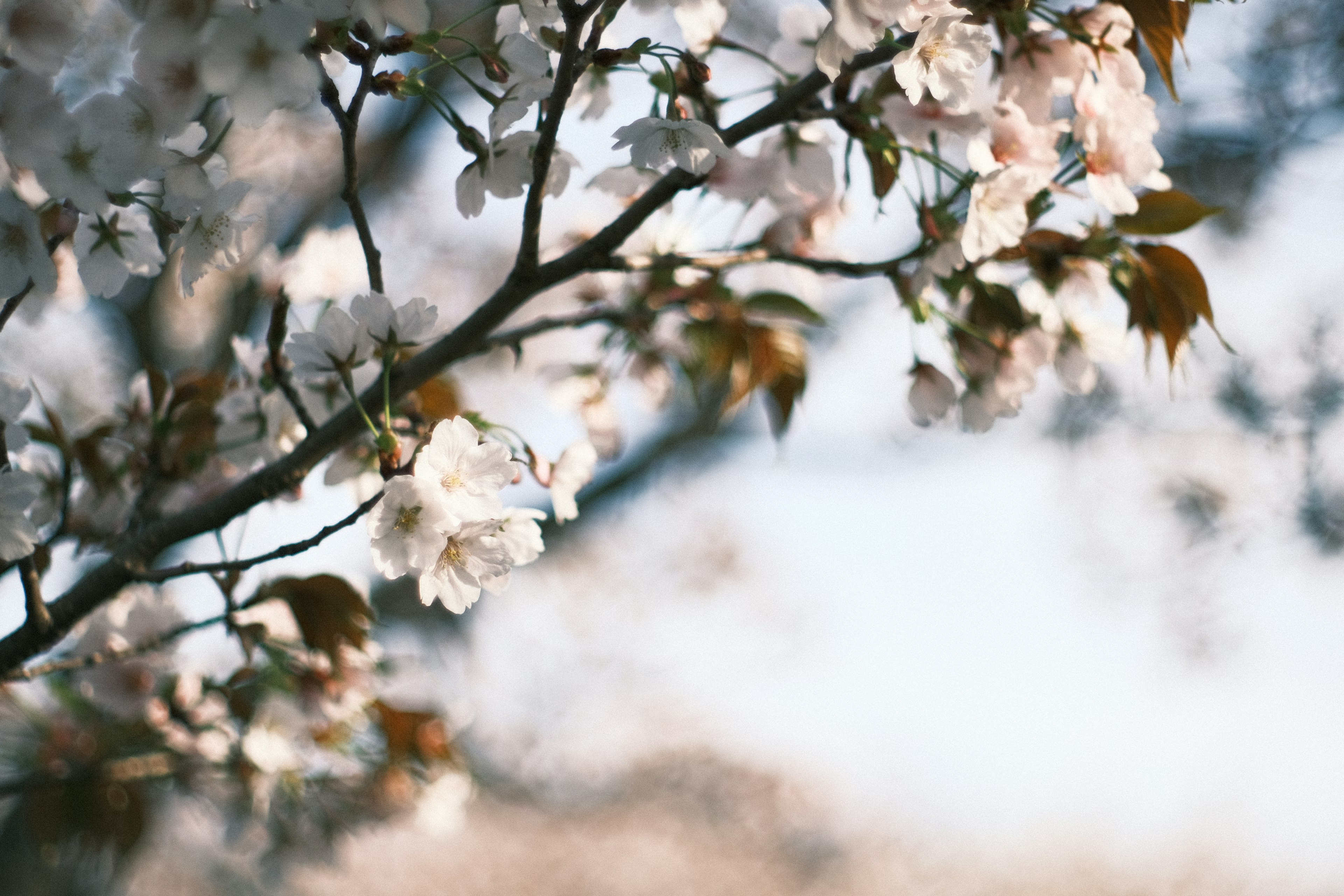 Kedekatan cabang bunga sakura dengan latar belakang lembut