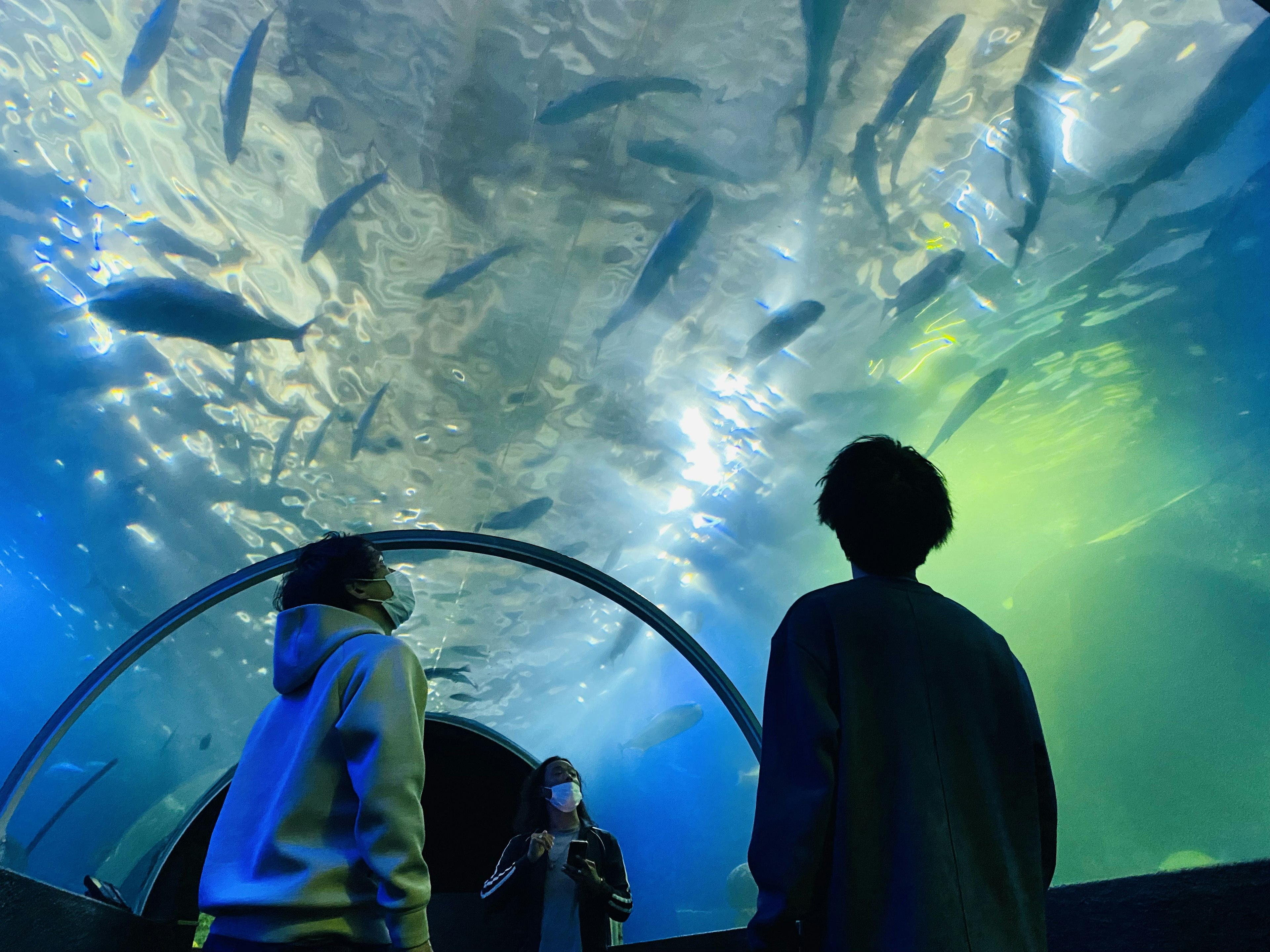 兩個孩子仰望在藍色水族館中游動的魚