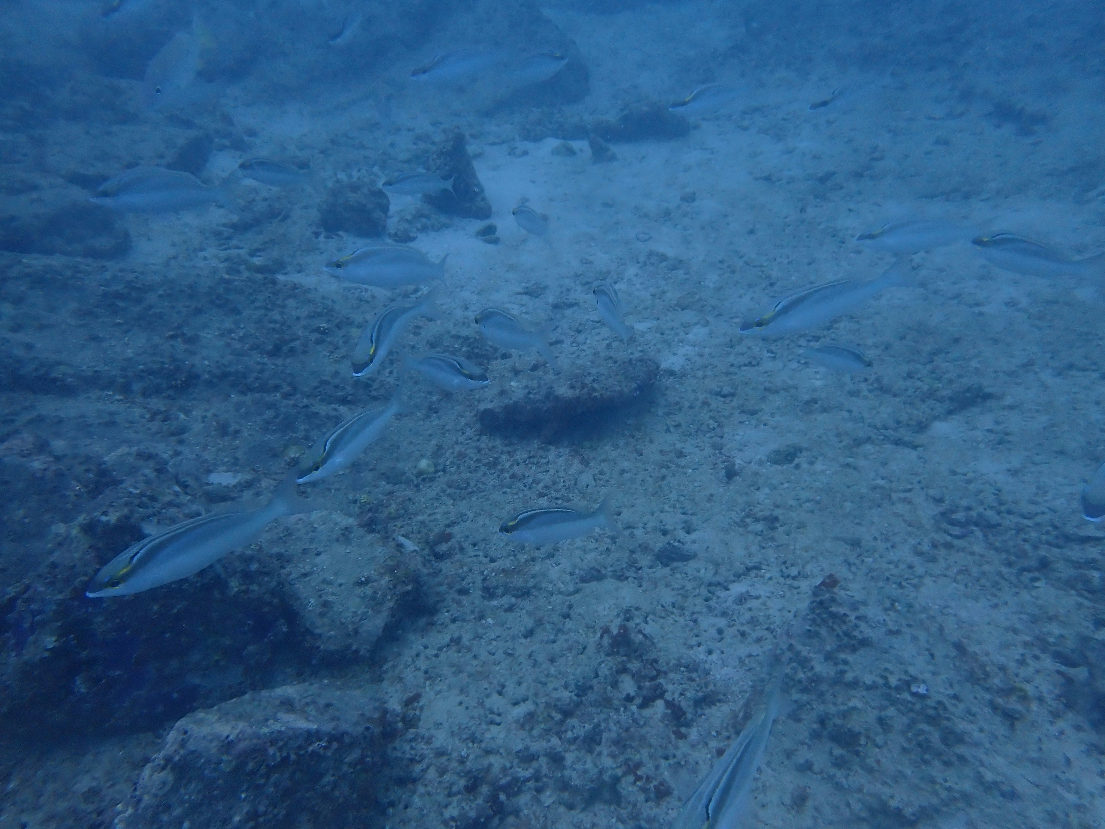 Underwater scene featuring swimming fish and rocks