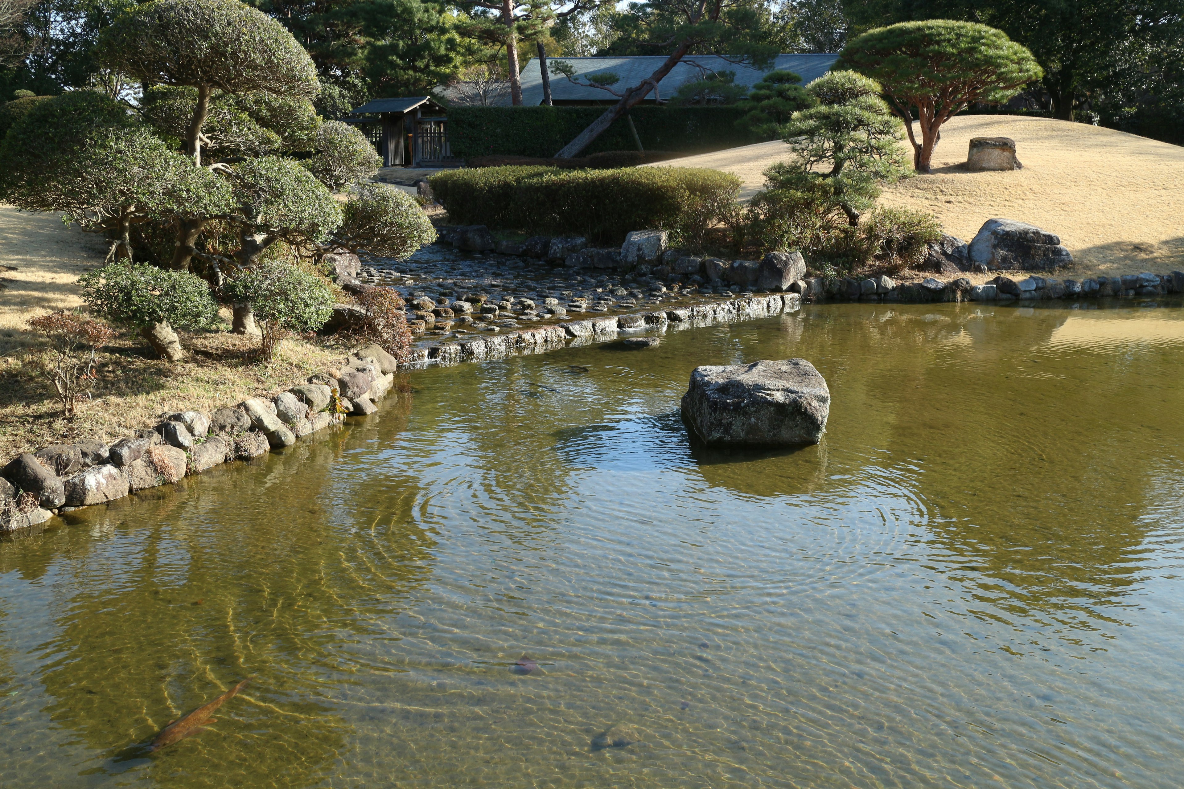 A tranquil garden pond with a rock and ripples on the surface