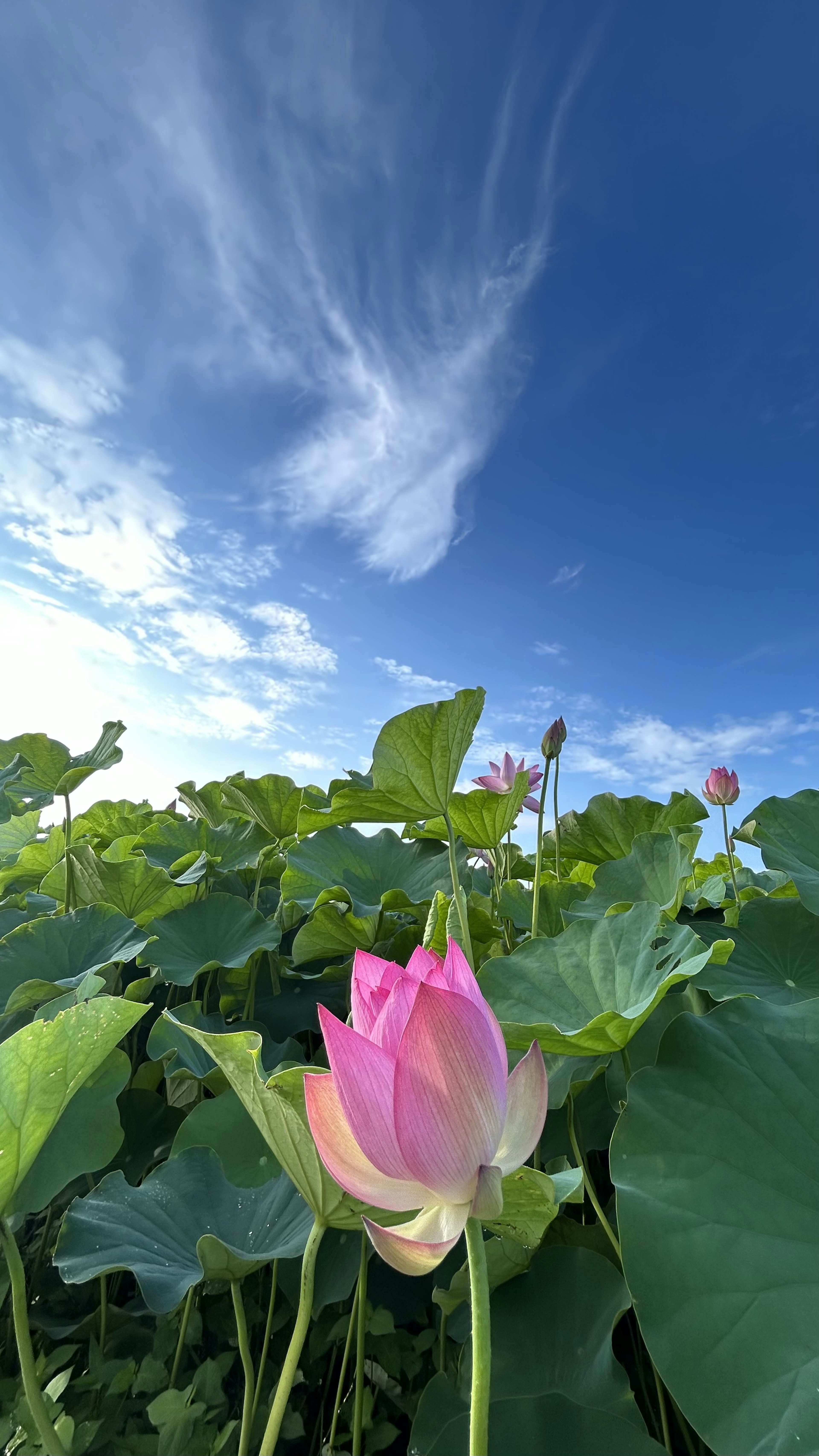 Lotusblüte unter einem blauen Himmel mit grünen Blättern