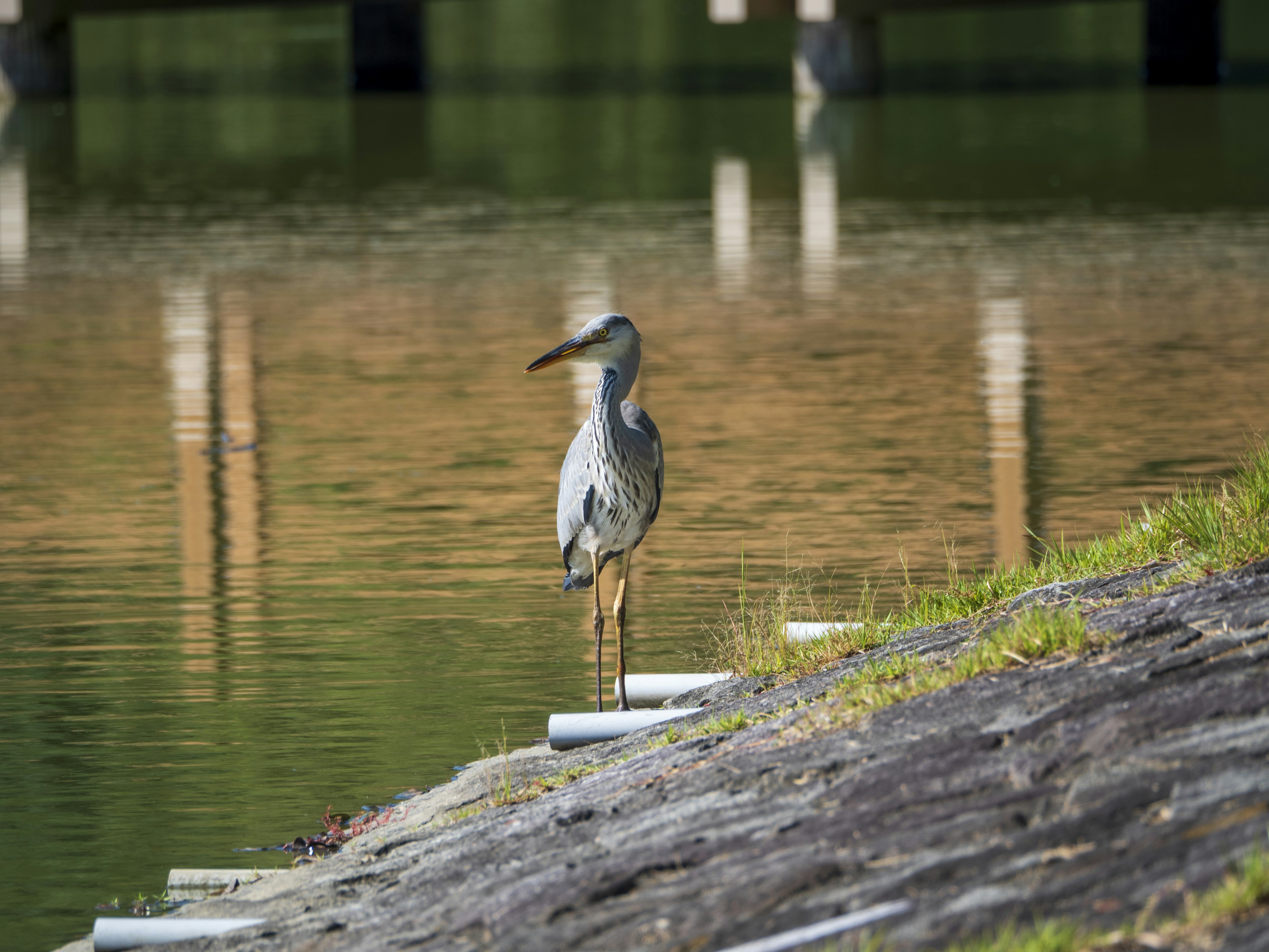 Burung heron abu-abu berdiri di tepi air