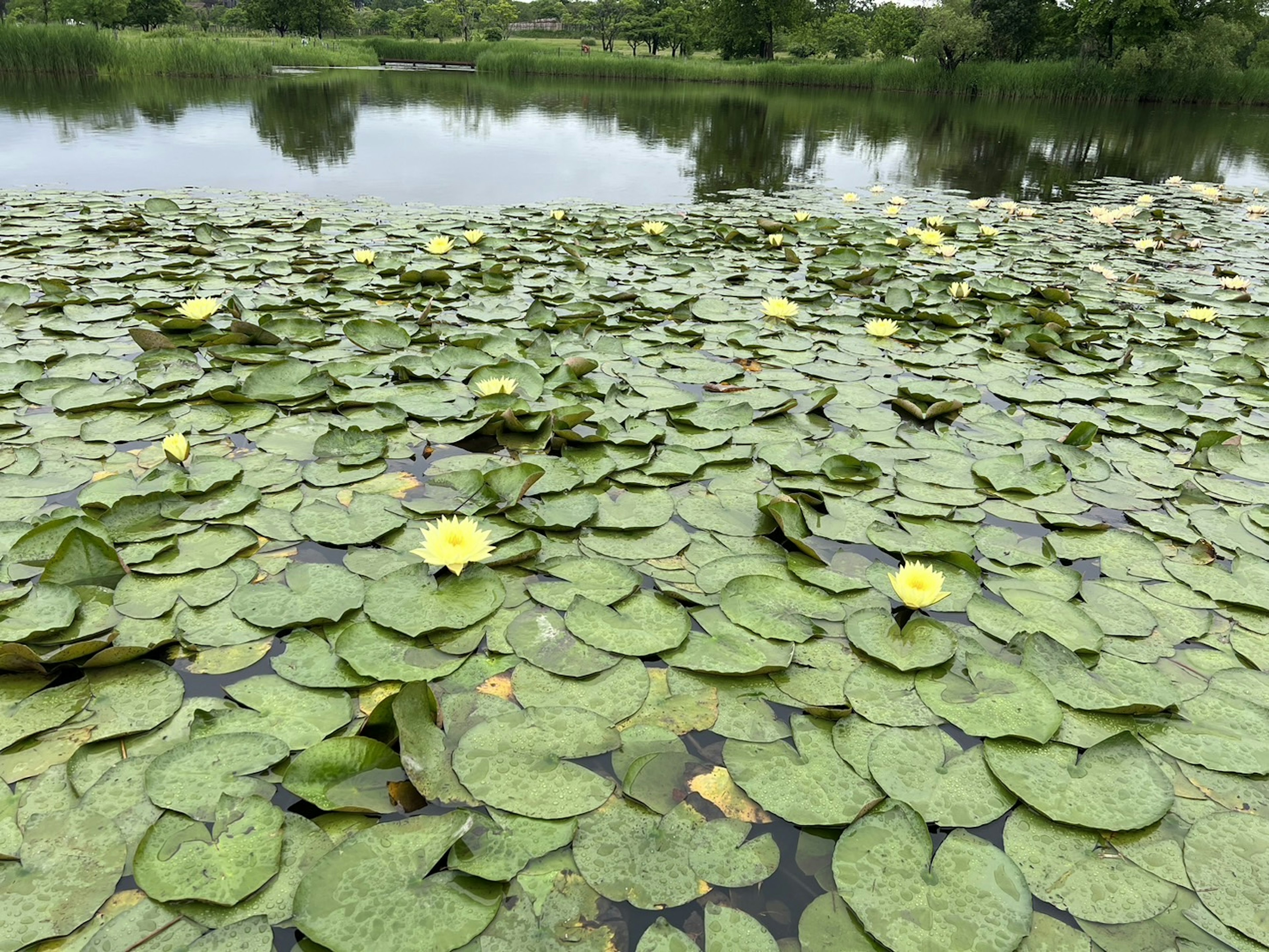 Teratai dan daun hijau mengapung di kolam yang tenang