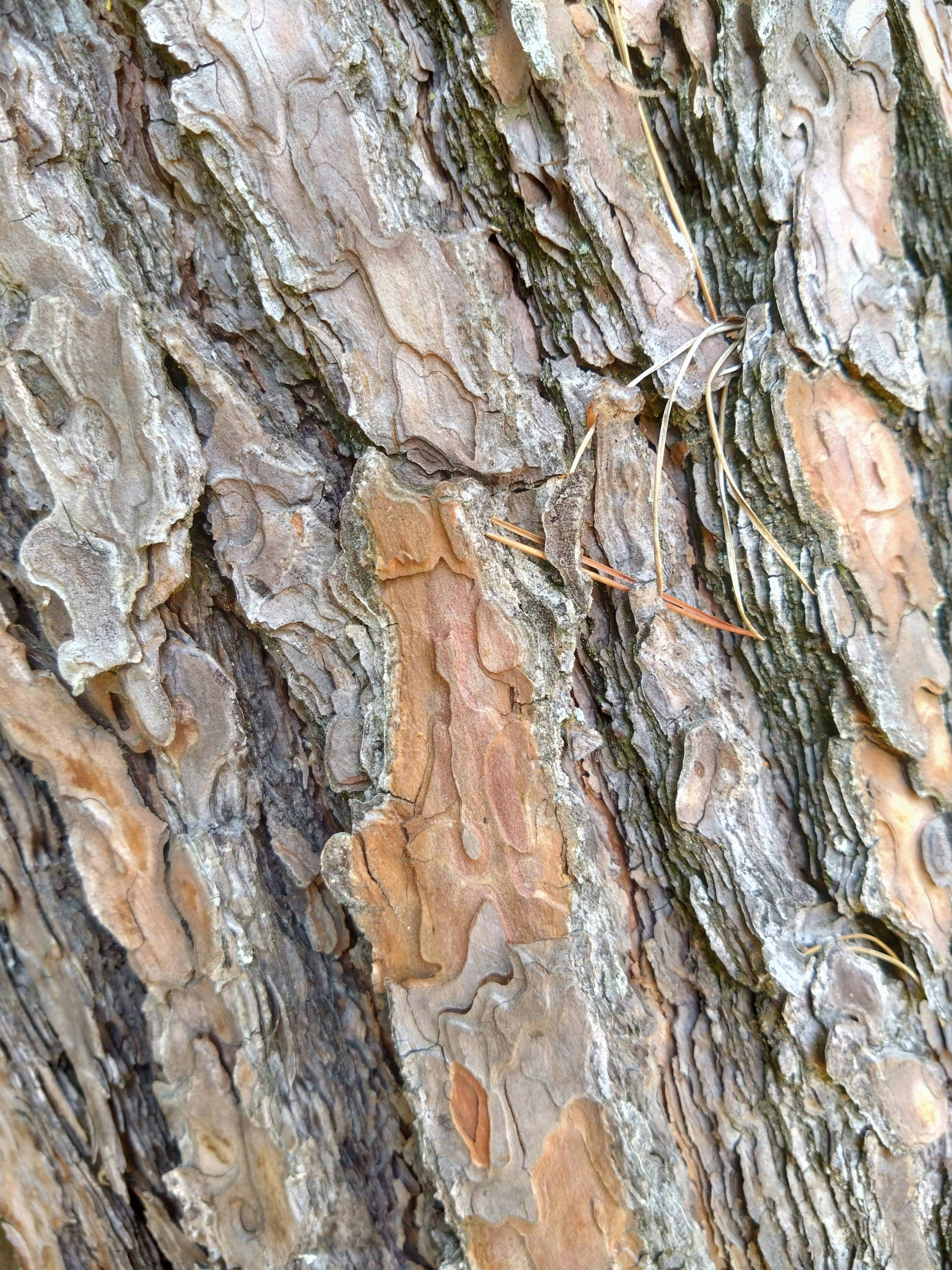 Close-up of tree bark showcasing texture and color variations