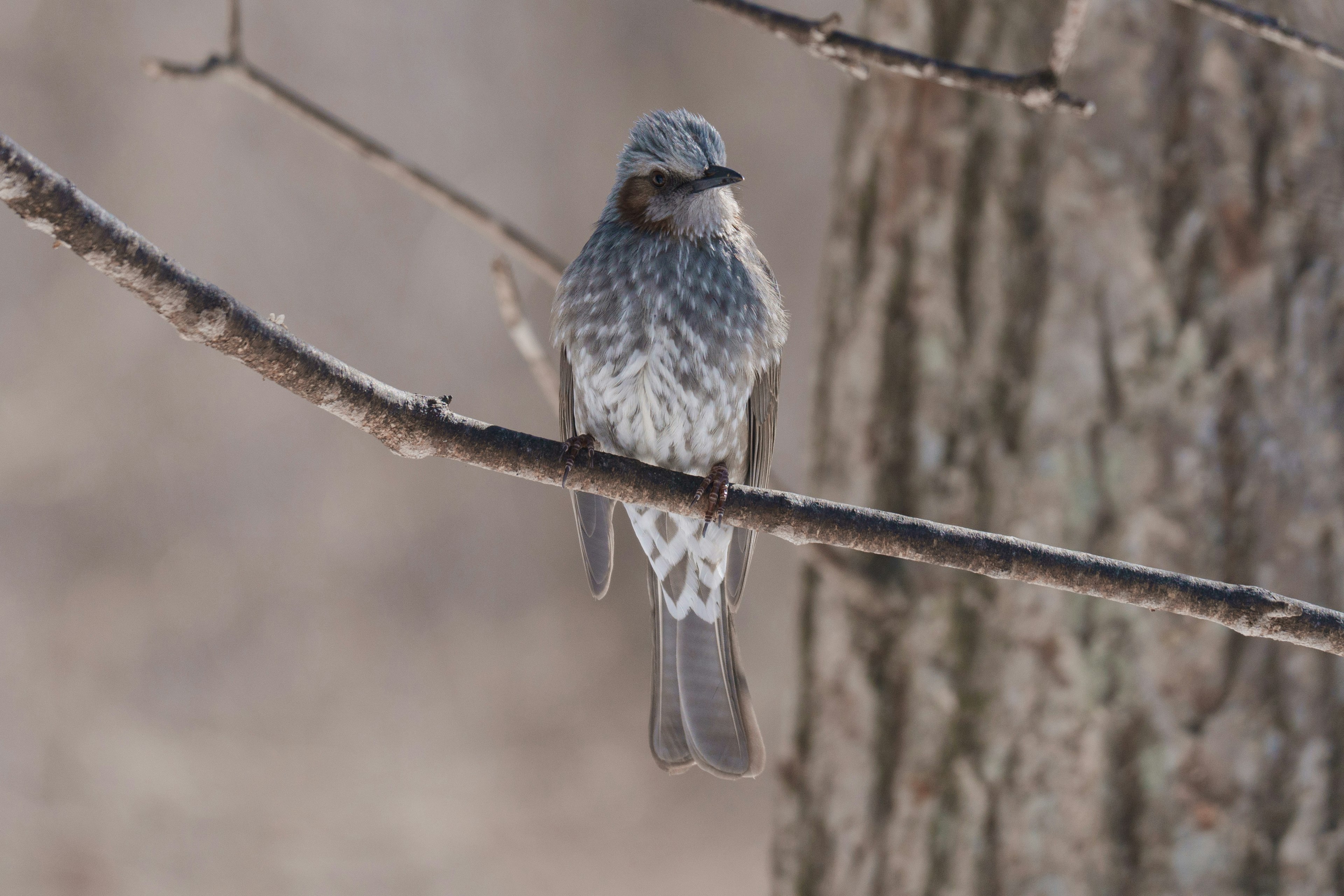 Image of a gray bird perched on a tree branch