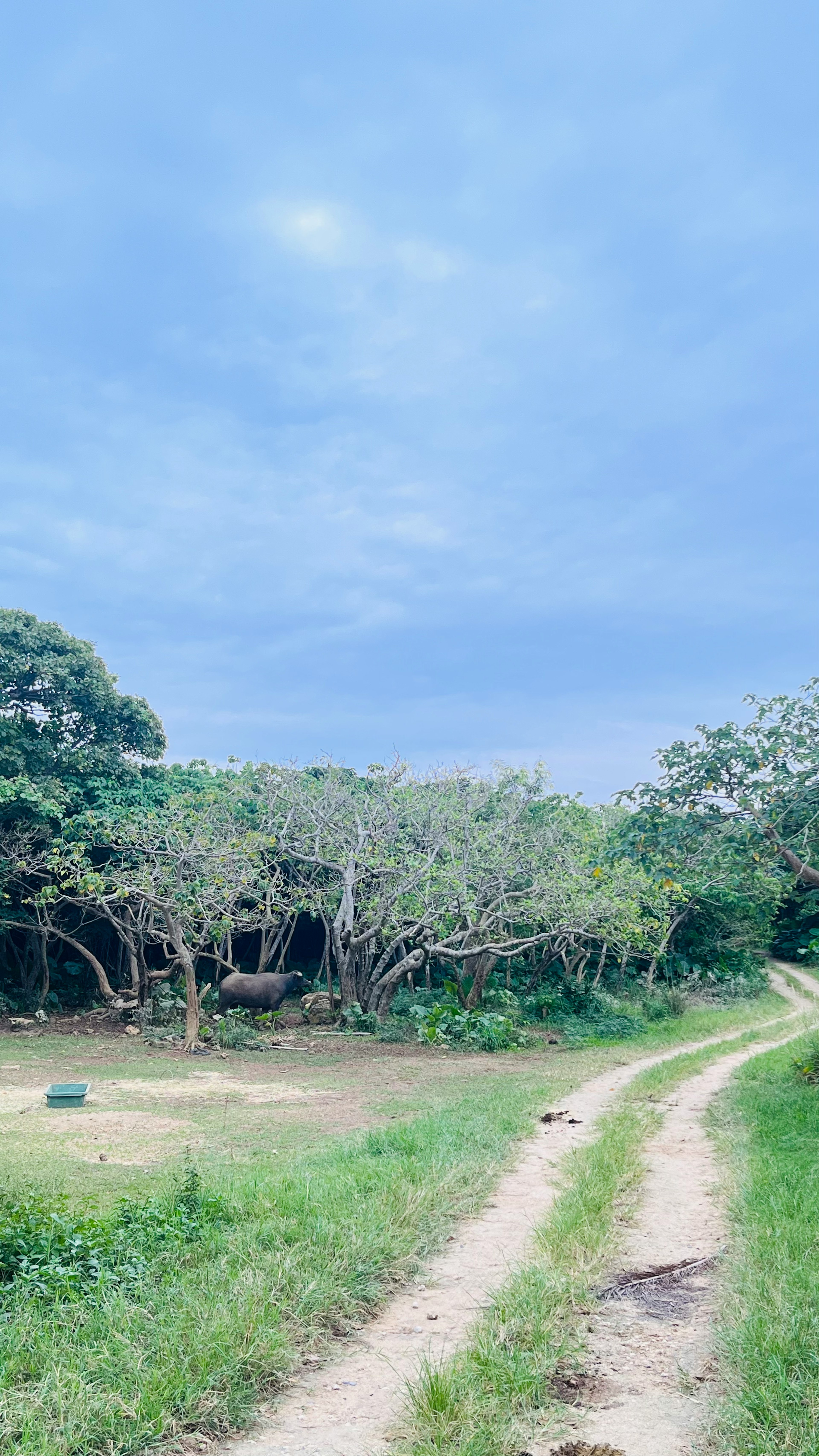 緑の草と木々に囲まれた小道の風景