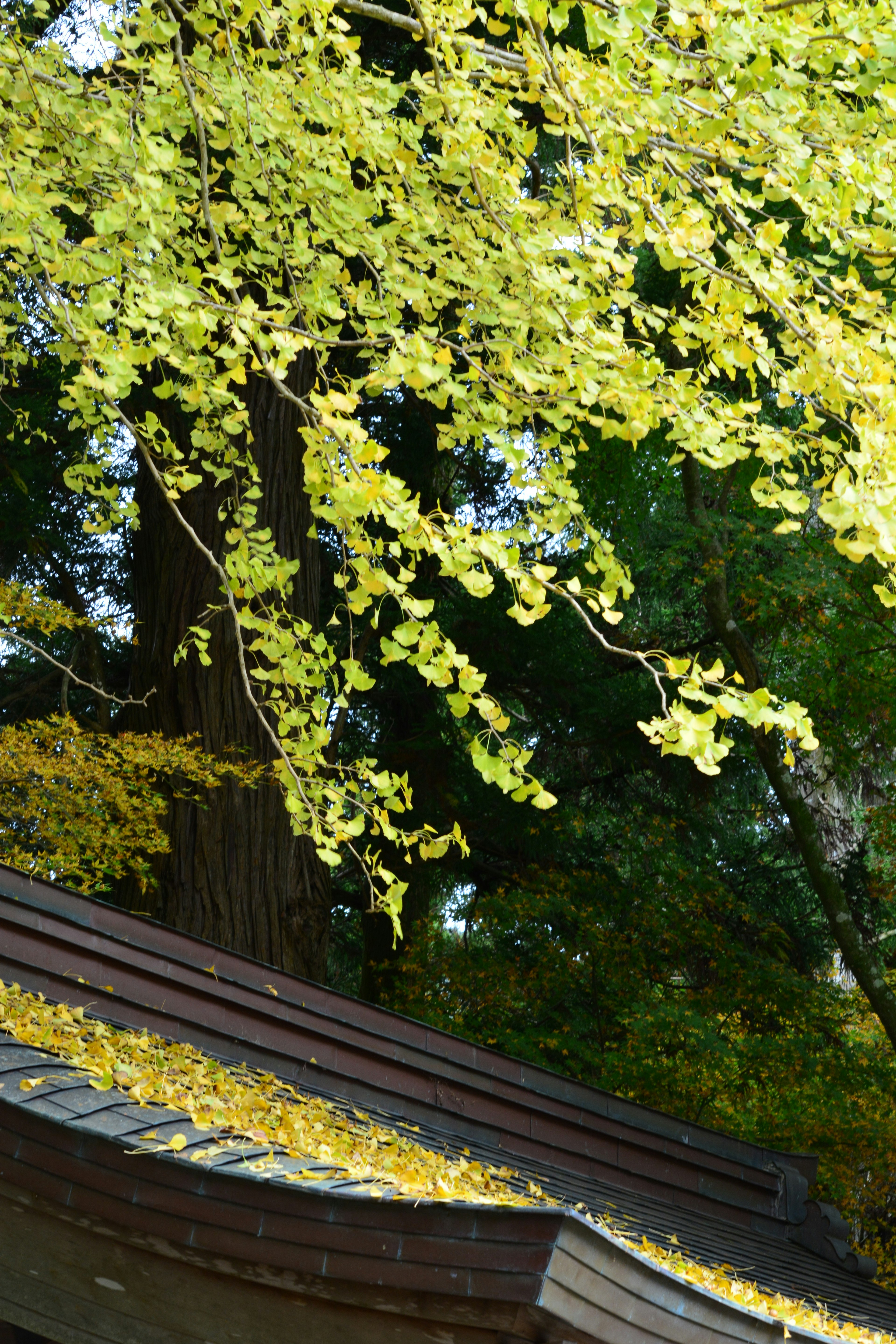 Feuilles jaunes de ginkgo sur un toit avec des arbres verts en arrière-plan