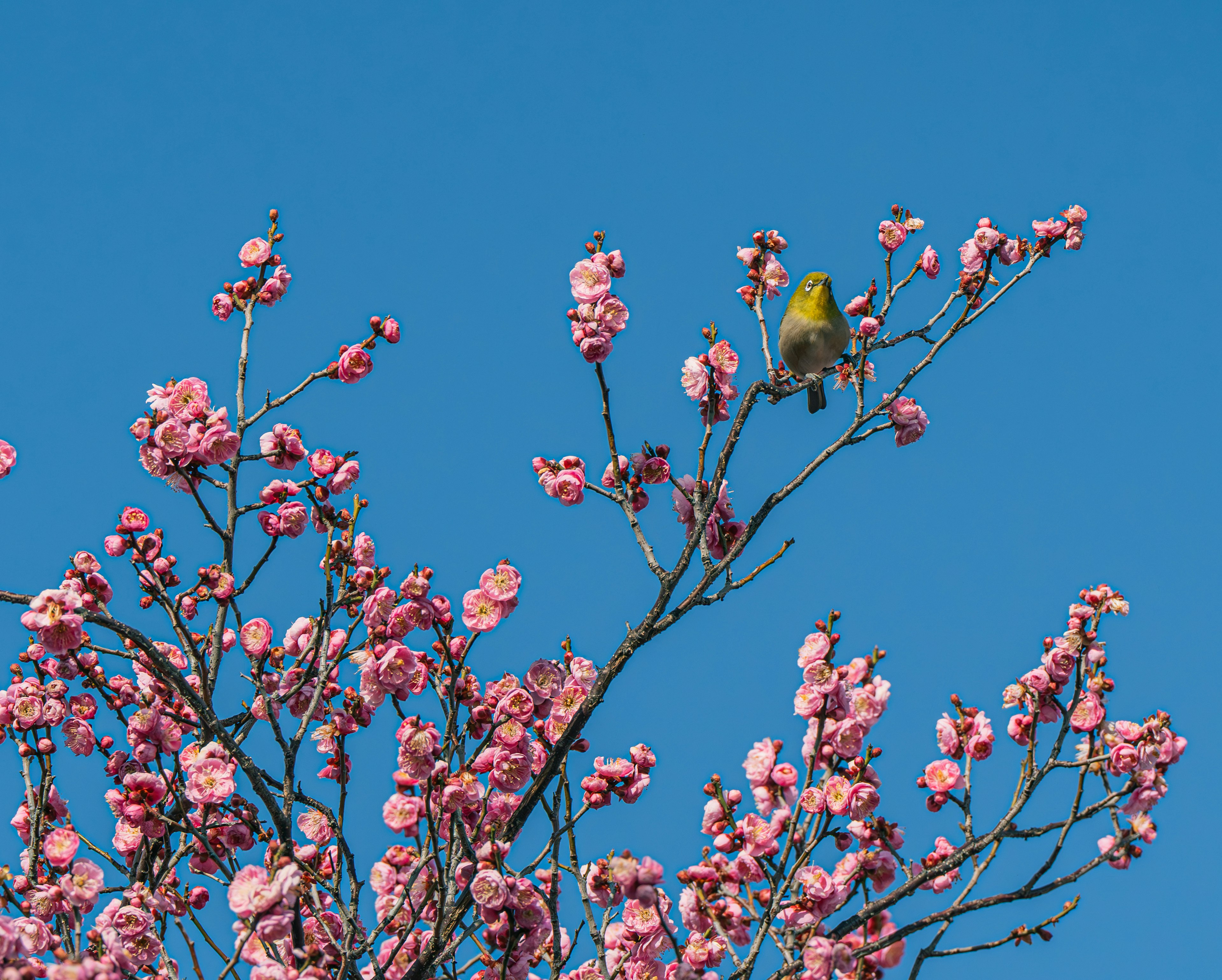 青空にピンクの花を持つ木に止まる小さな黄色い鳥