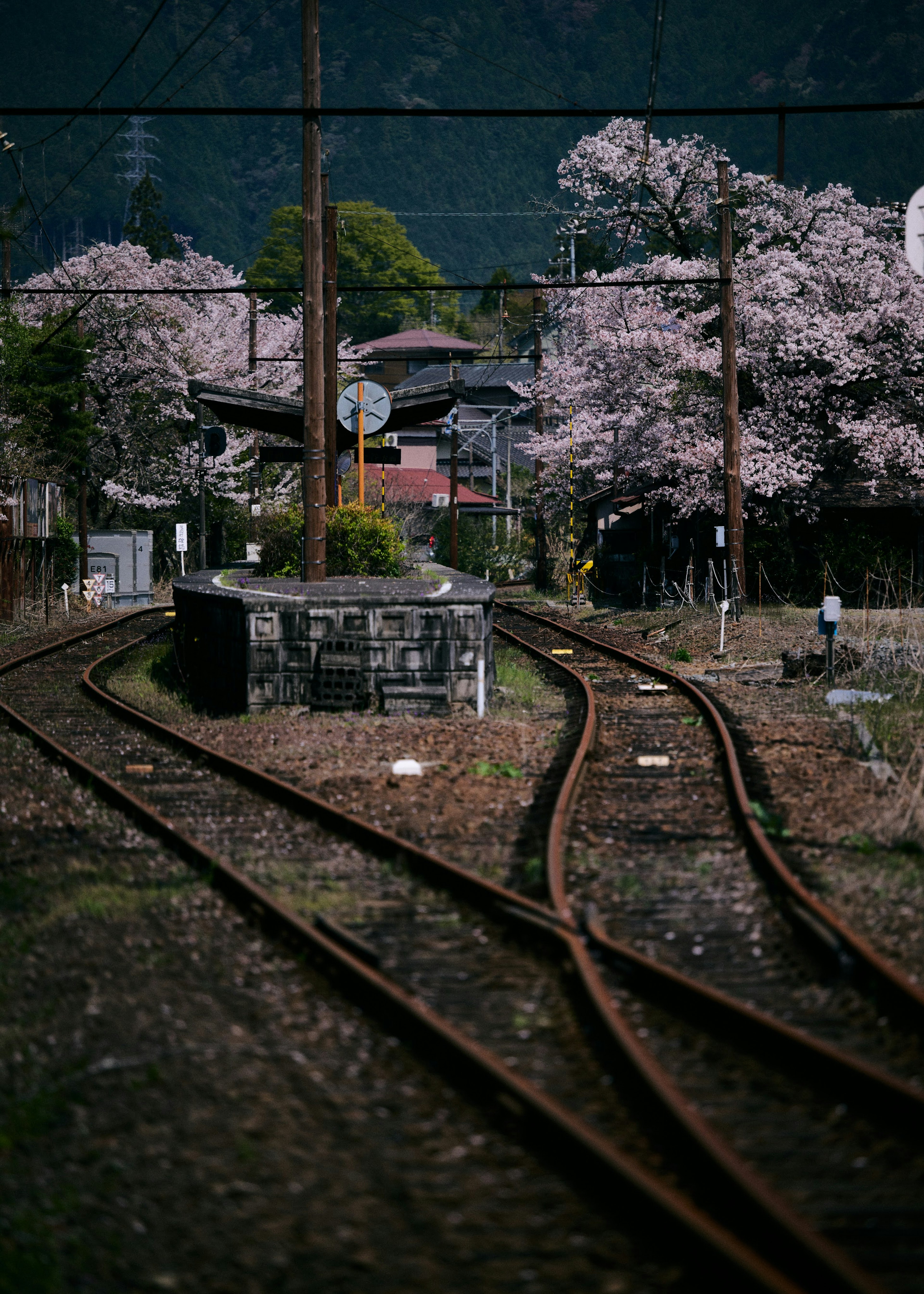 Scenic railway with cherry blossom trees and curved tracks