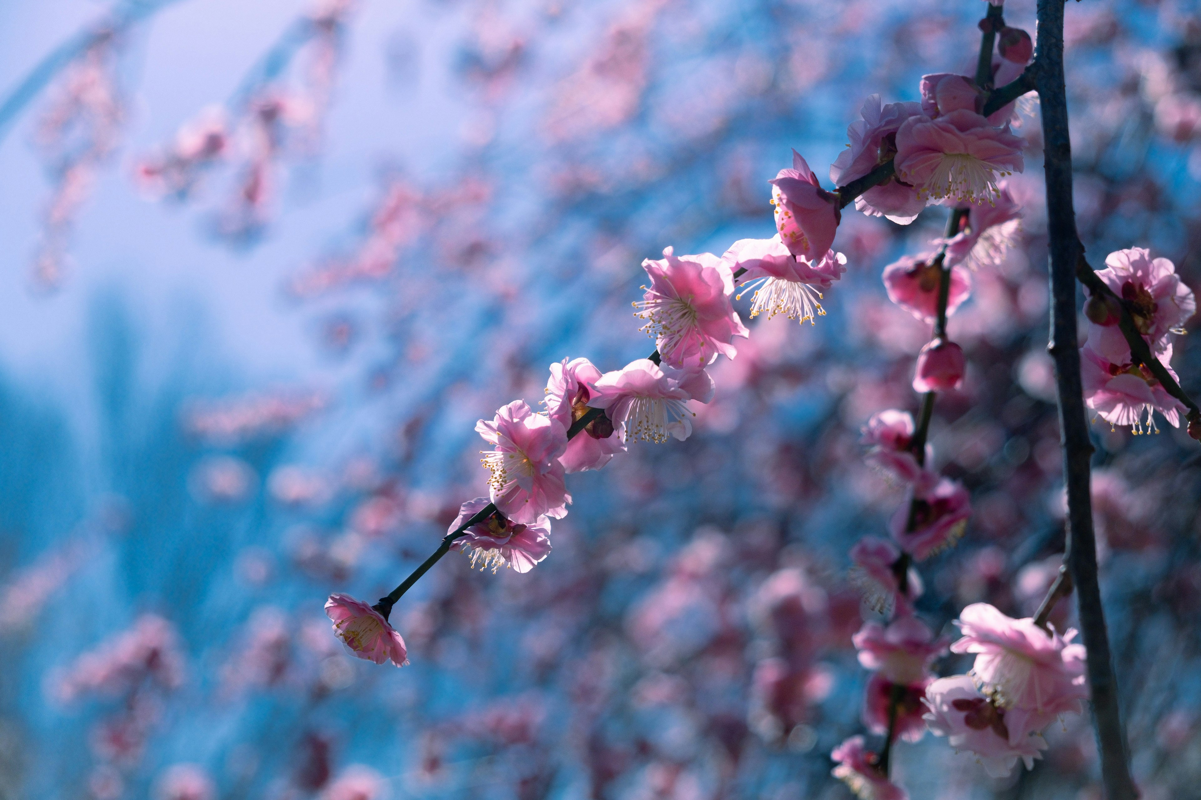 Branches of pink cherry blossoms against a blue background