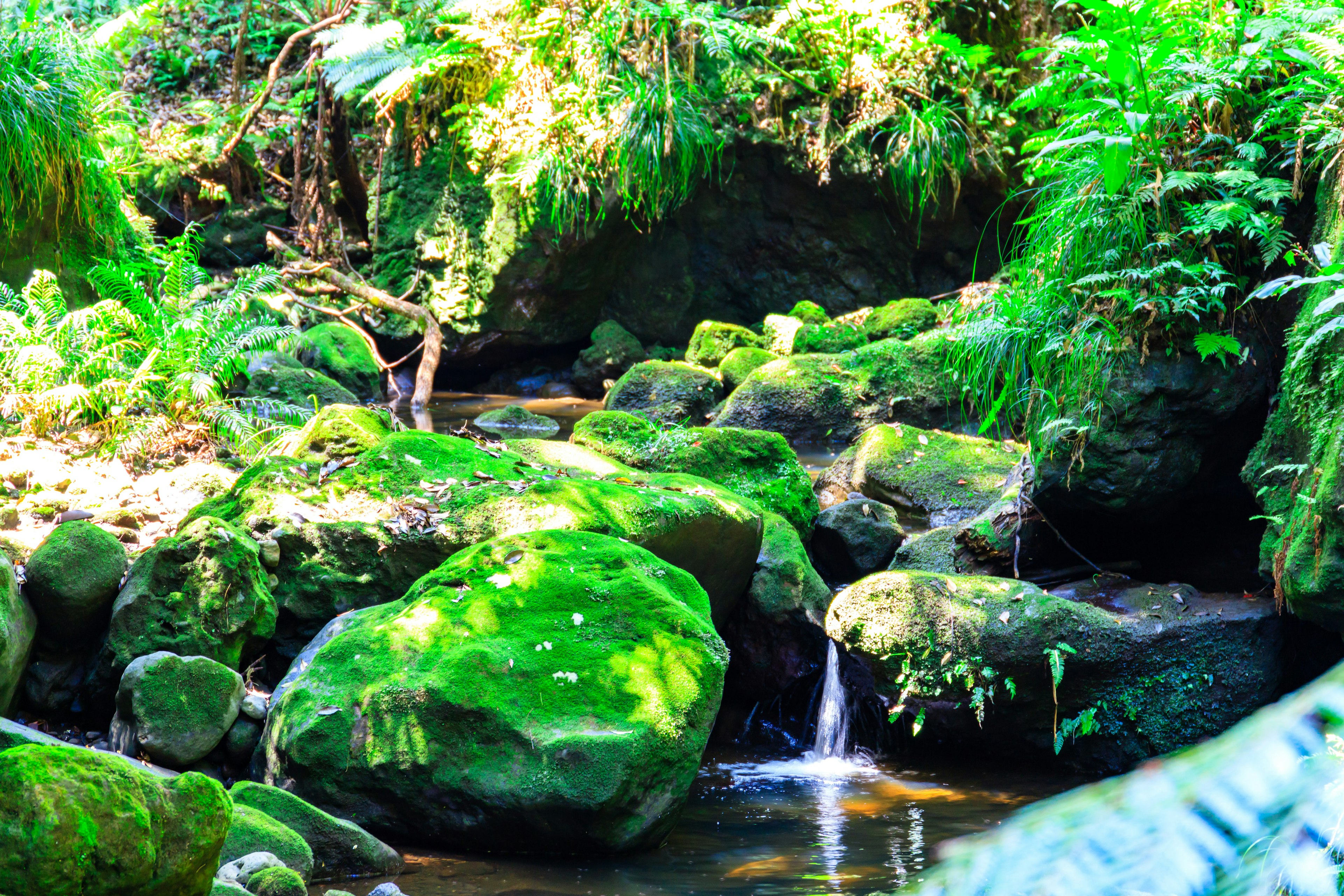 Rocce verdi lussureggianti e ruscello in una foresta bellezza naturale