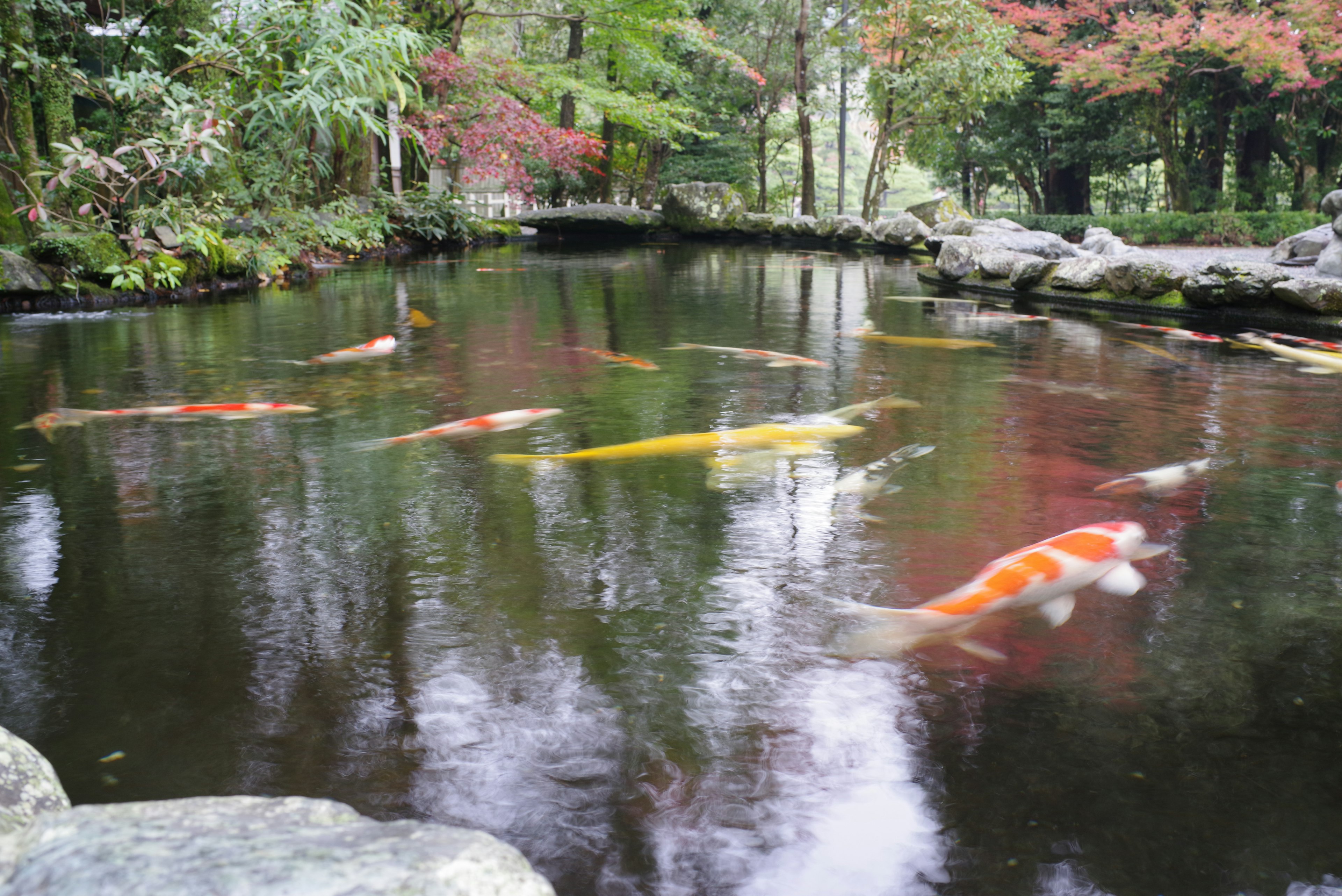 Carpe colorate che nuotano in uno stagno sereno circondato da vegetazione lussureggiante