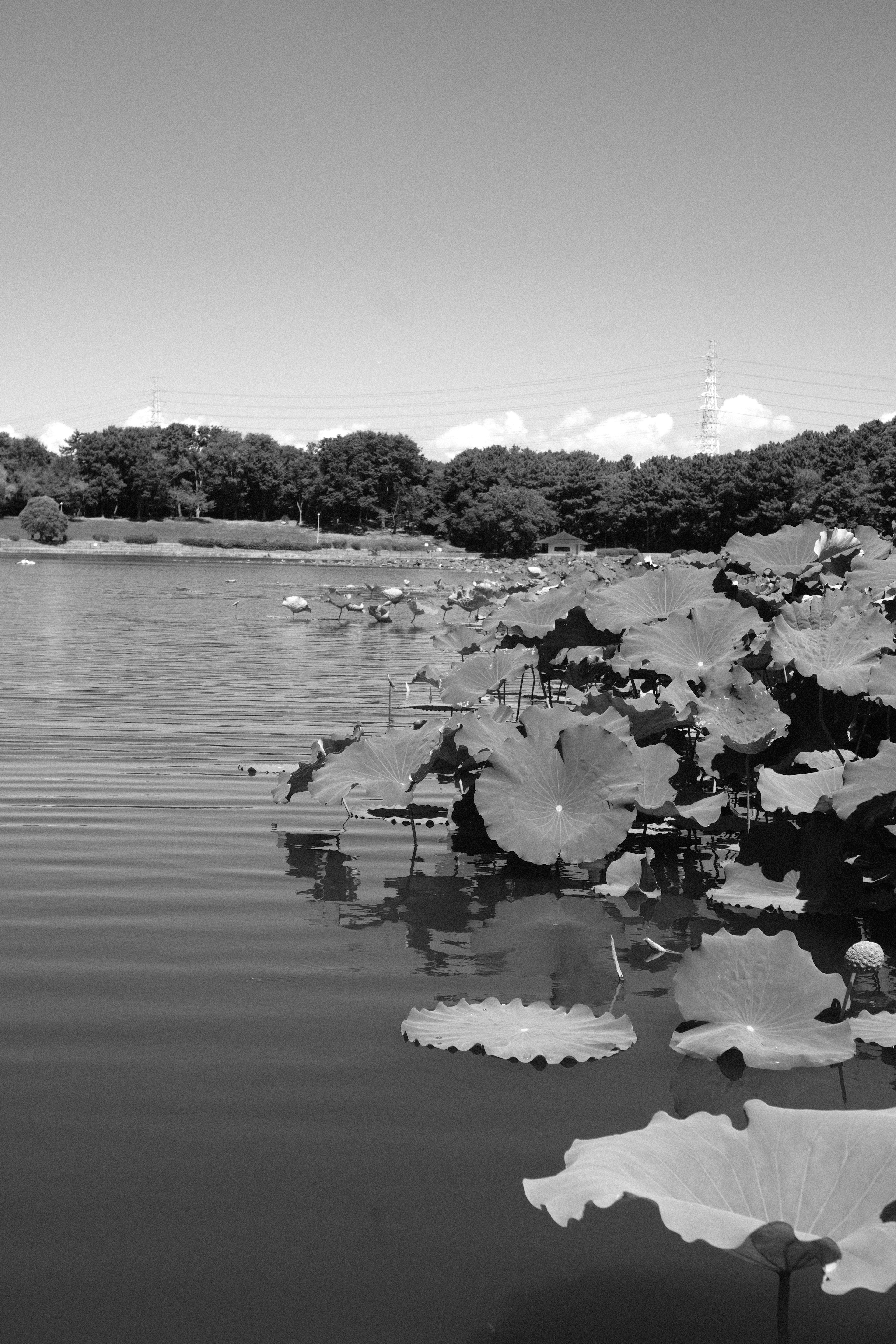 Hojas de nenúfar en la superficie del lago con árboles verdes de fondo