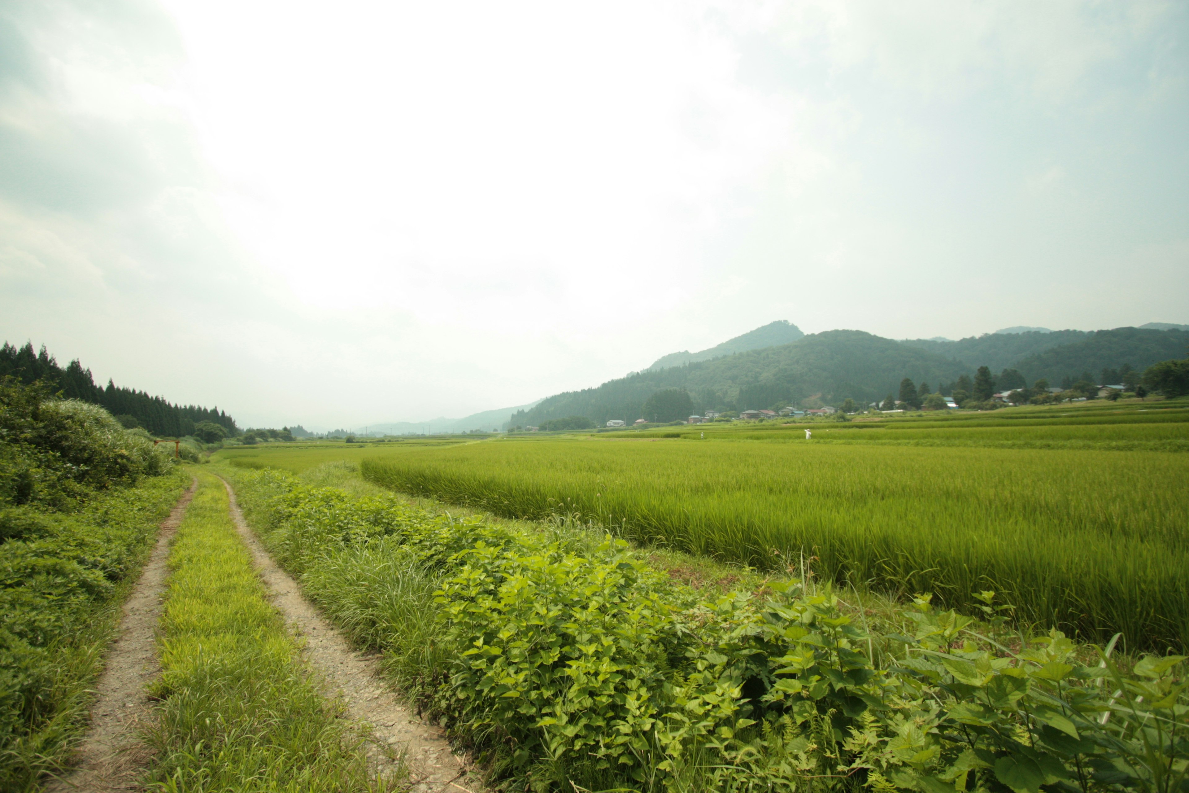 Landschaft mit üppigen Reisfeldern und einem Schotterweg