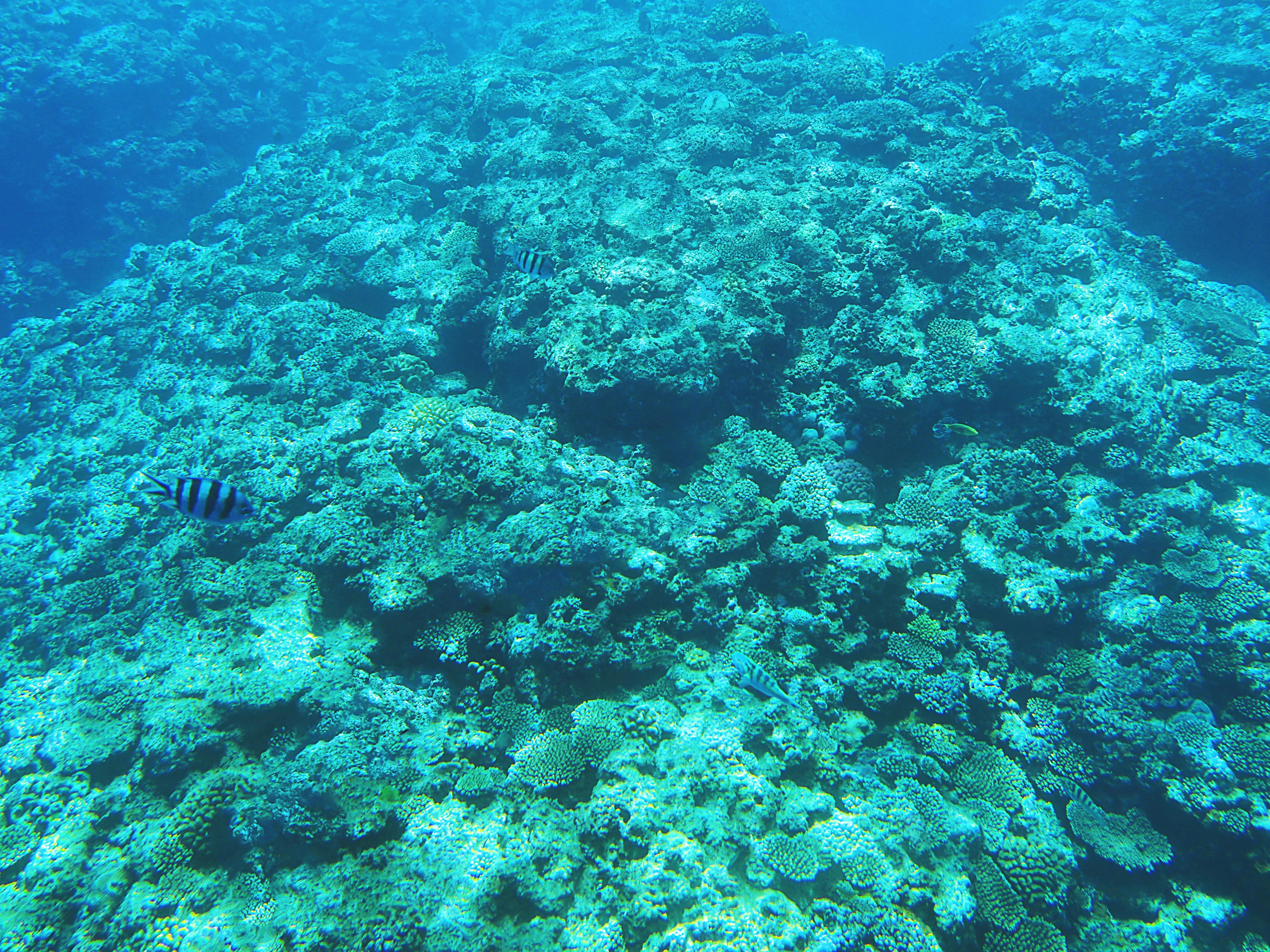 Scena subacquea che mostra una vivace barriera corallina con un piccolo pesce