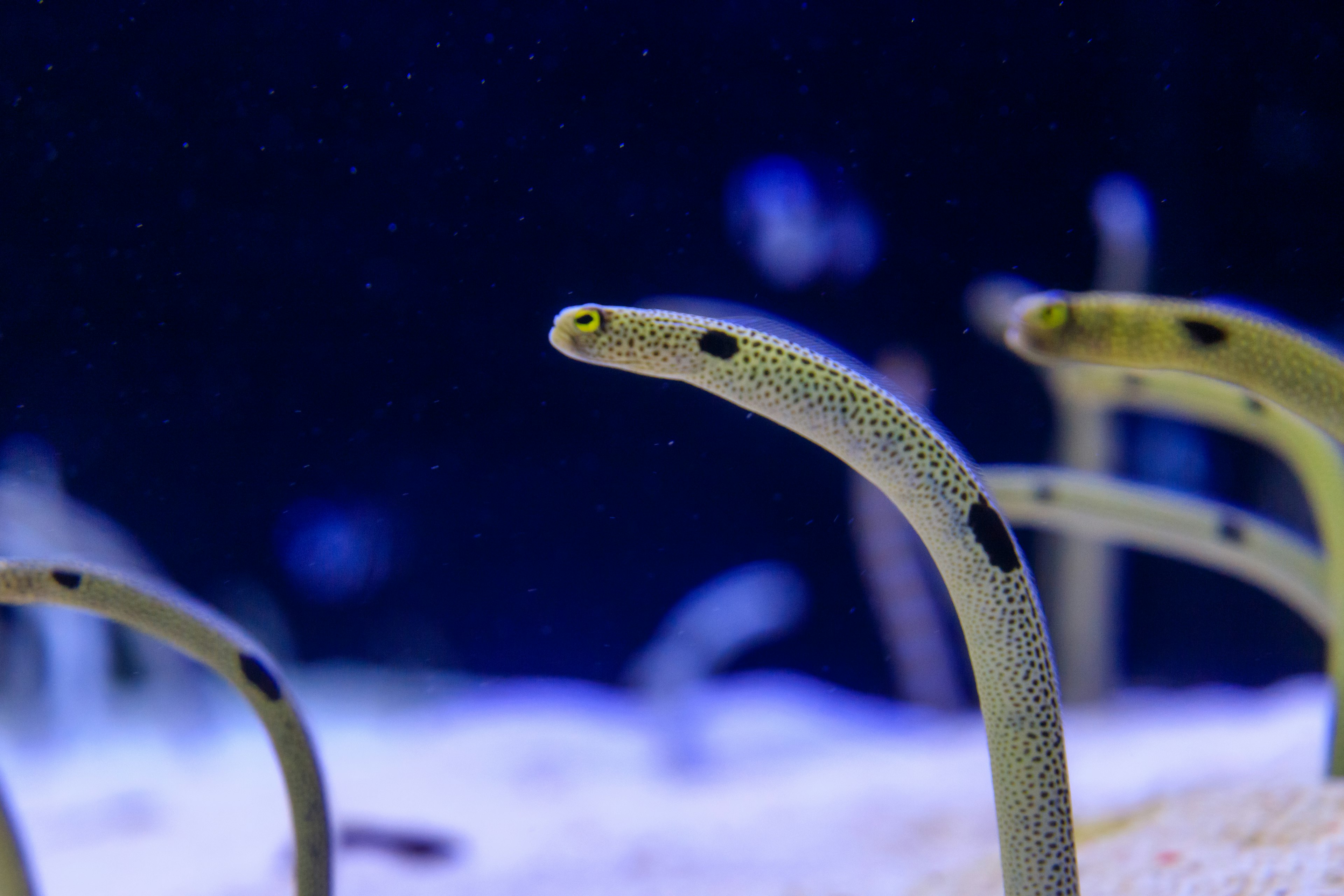 Small fish resembling eels peeking out from the sand in an aquarium