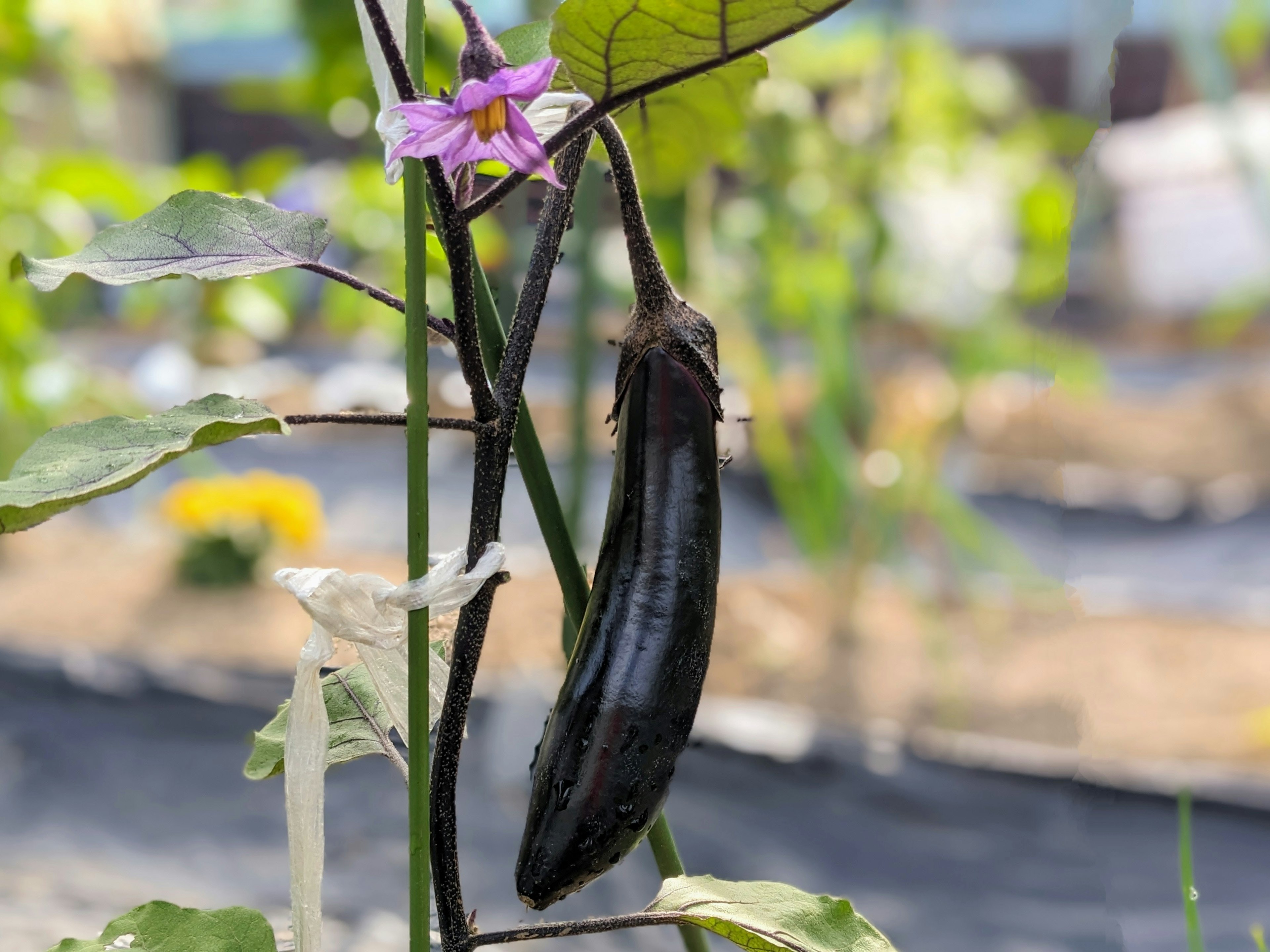 Una escena de jardín con una flor morada y una berenjena negra