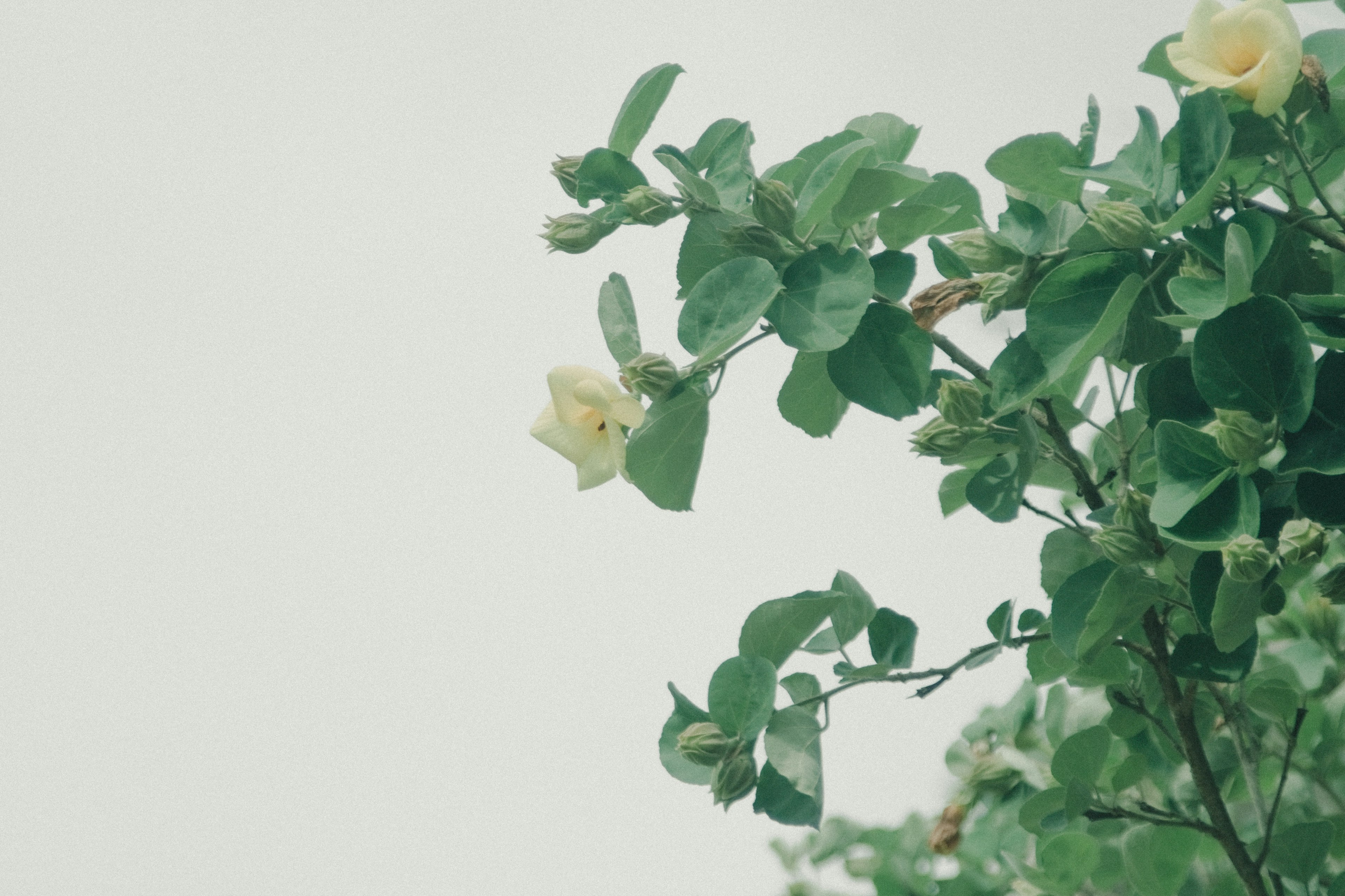 Primo piano di una pianta con foglie e fiori pallidi