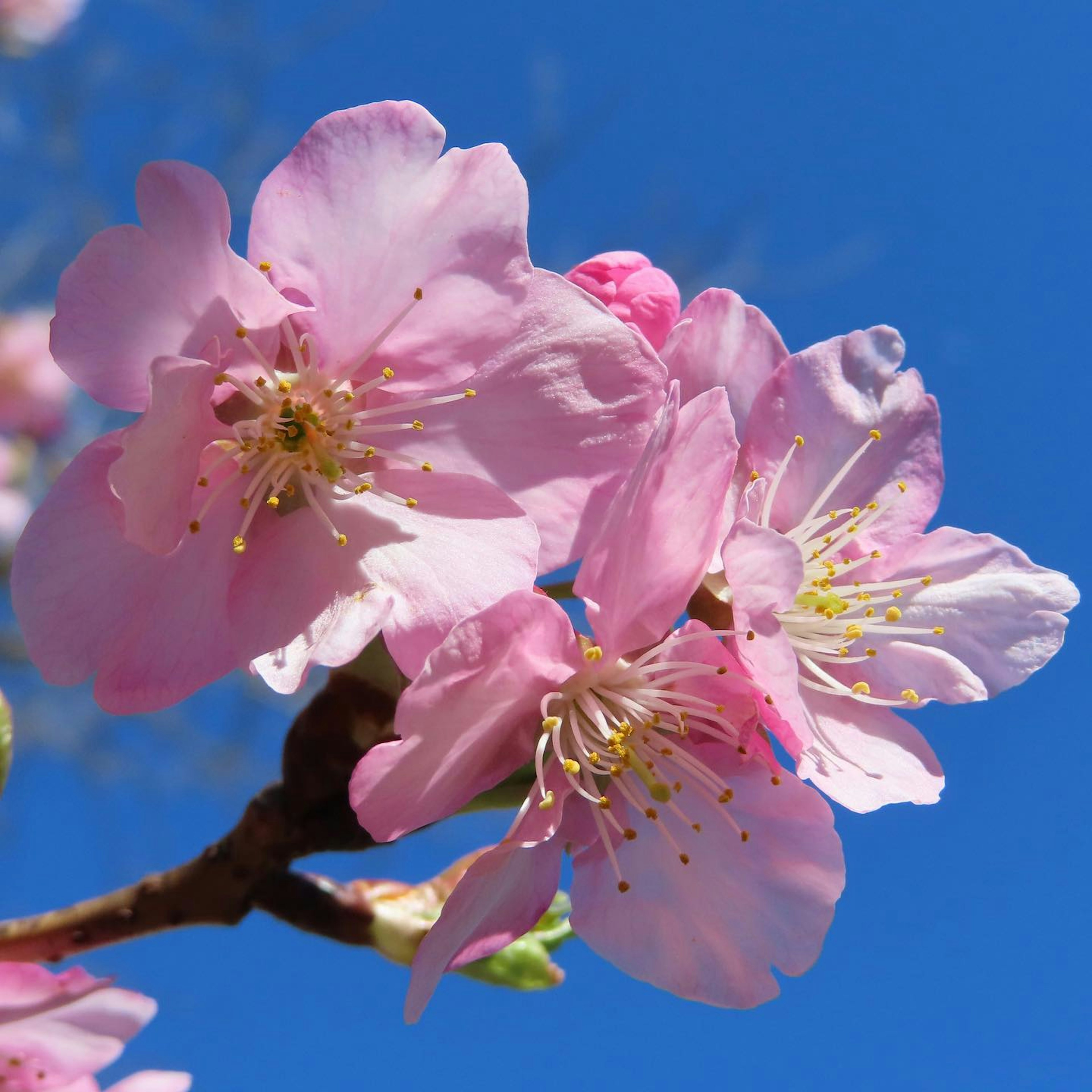 Nahaufnahme von Kirschblüten vor blauem Himmel